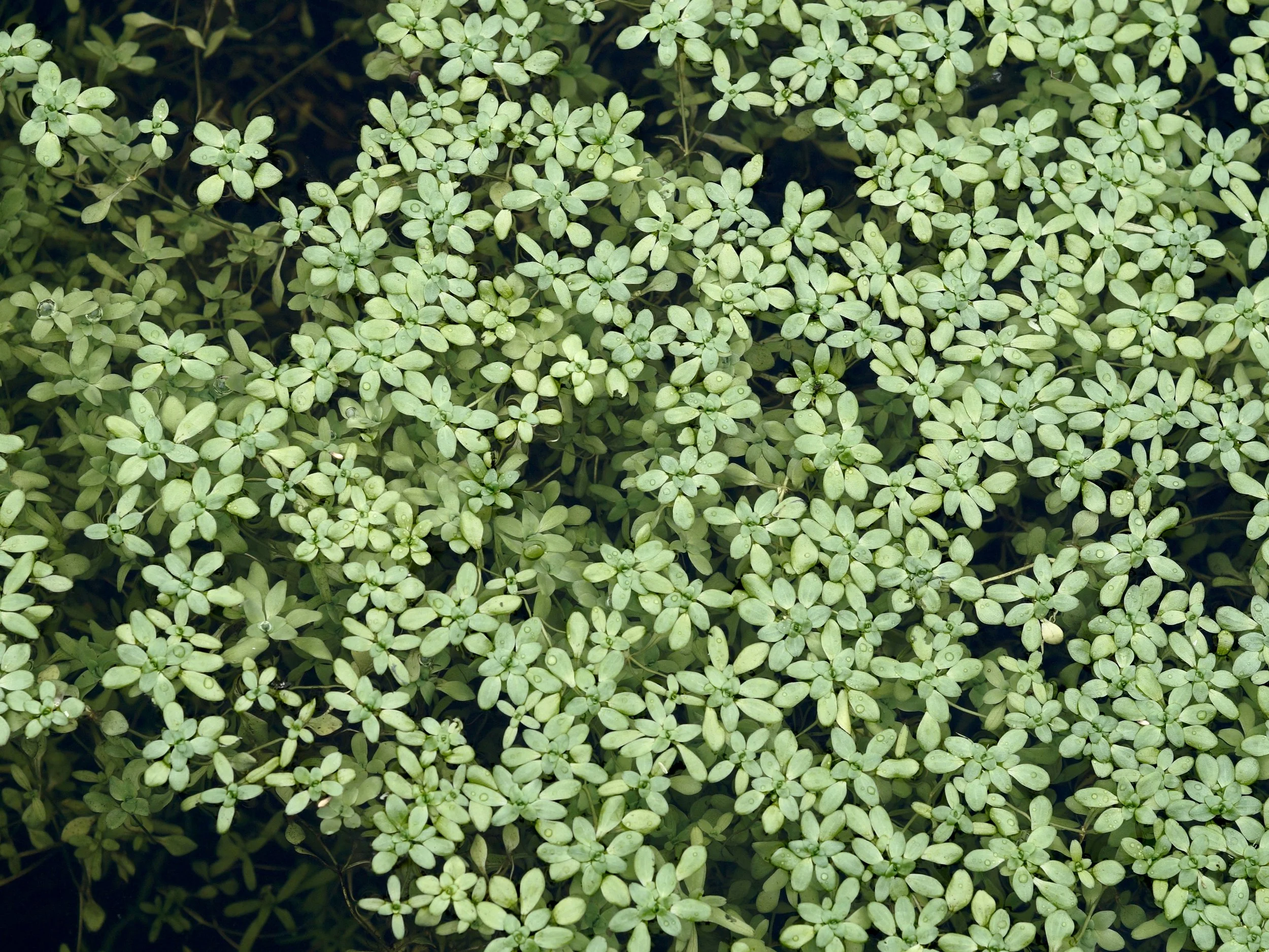 duckweed