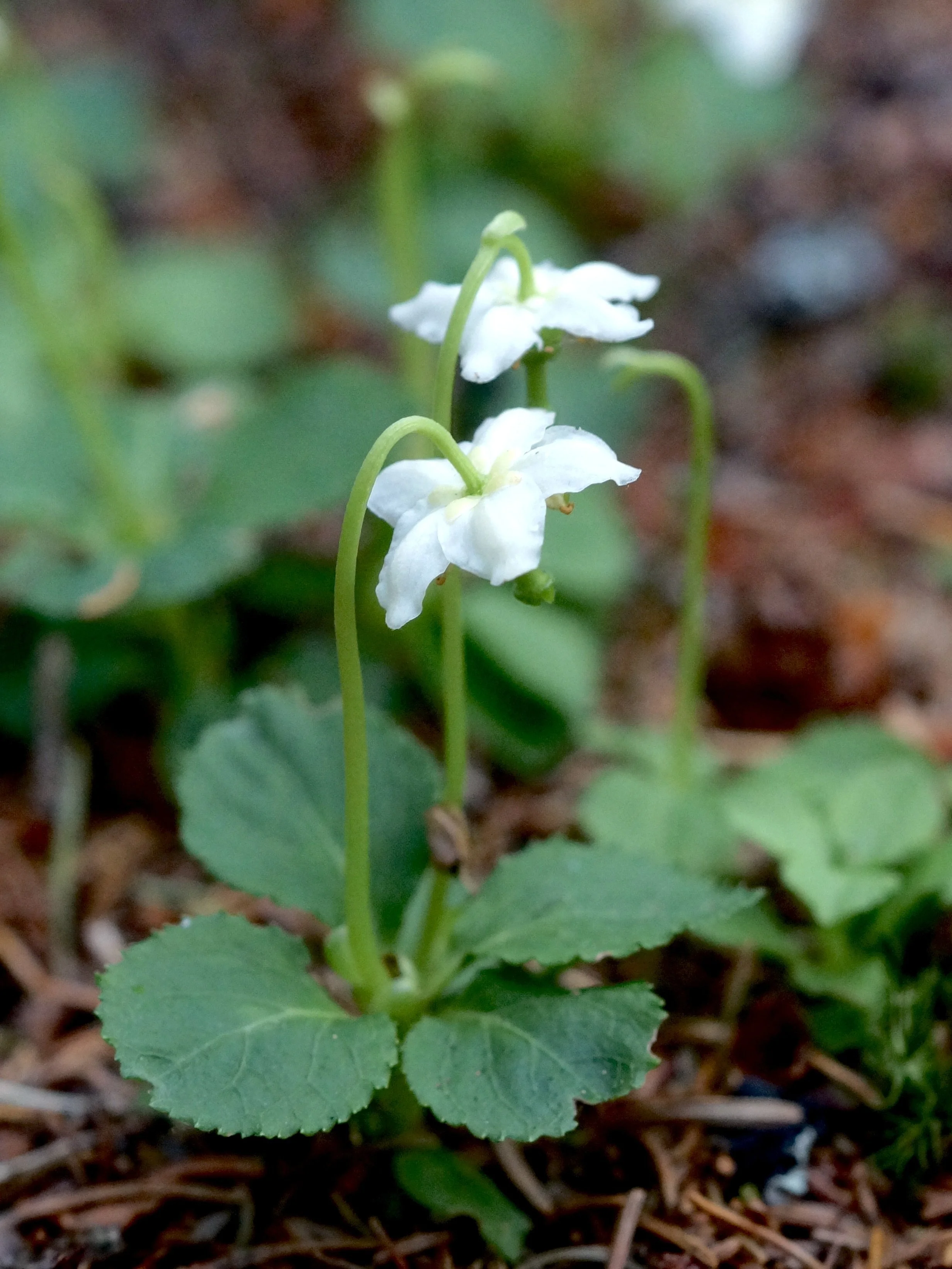 one-flowered wintergreen
