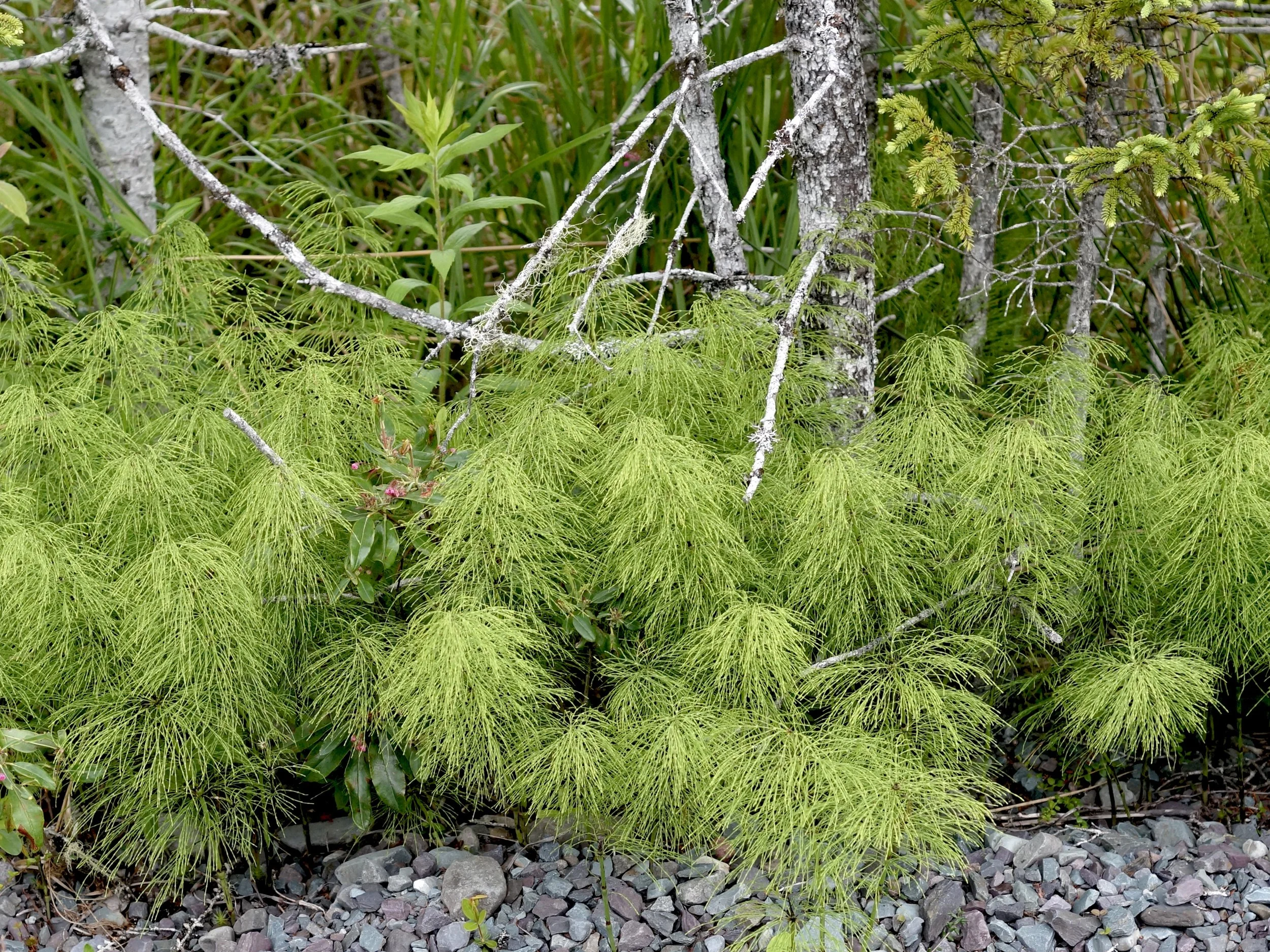 horsetail