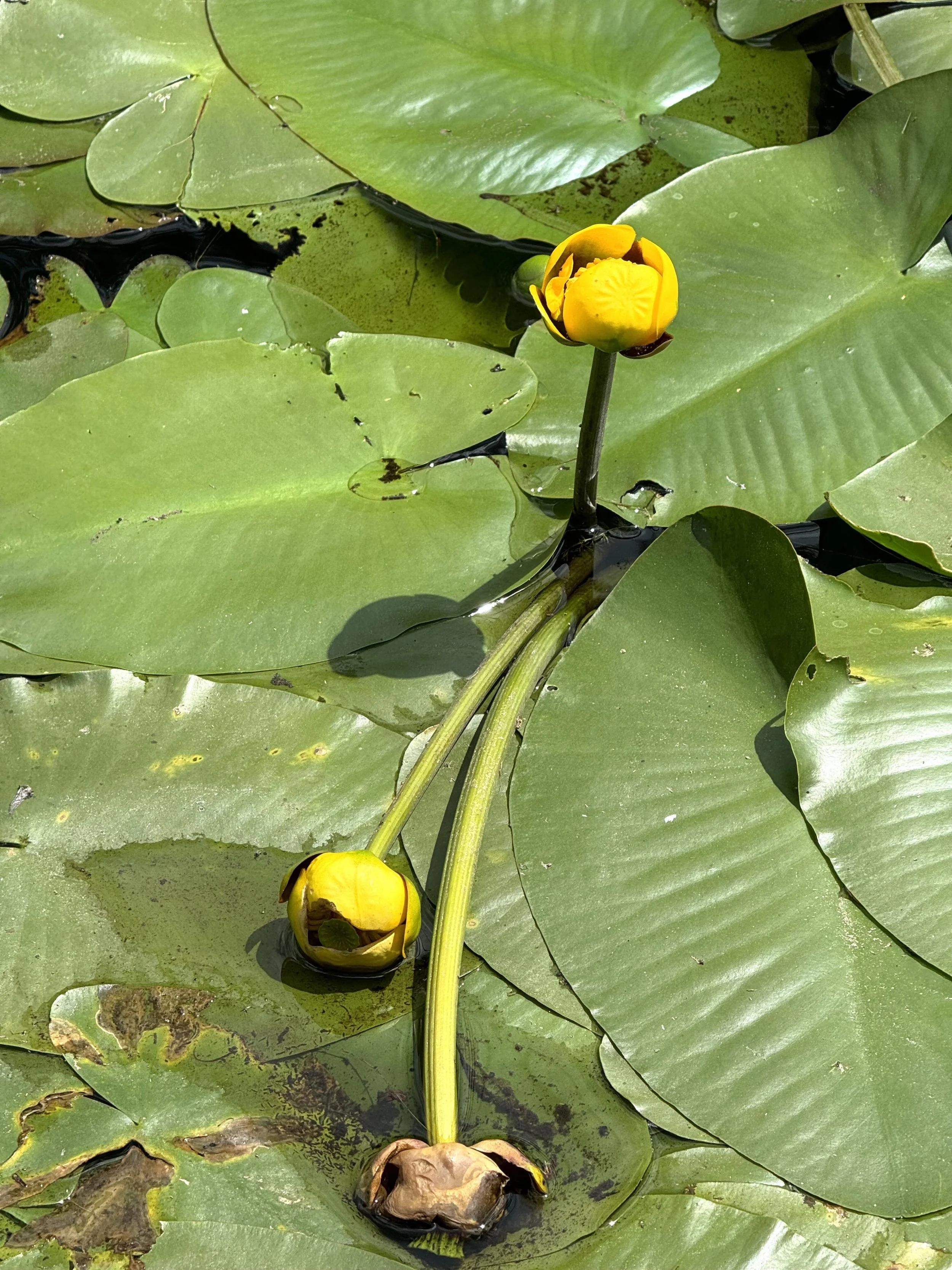 yellow pond-lily