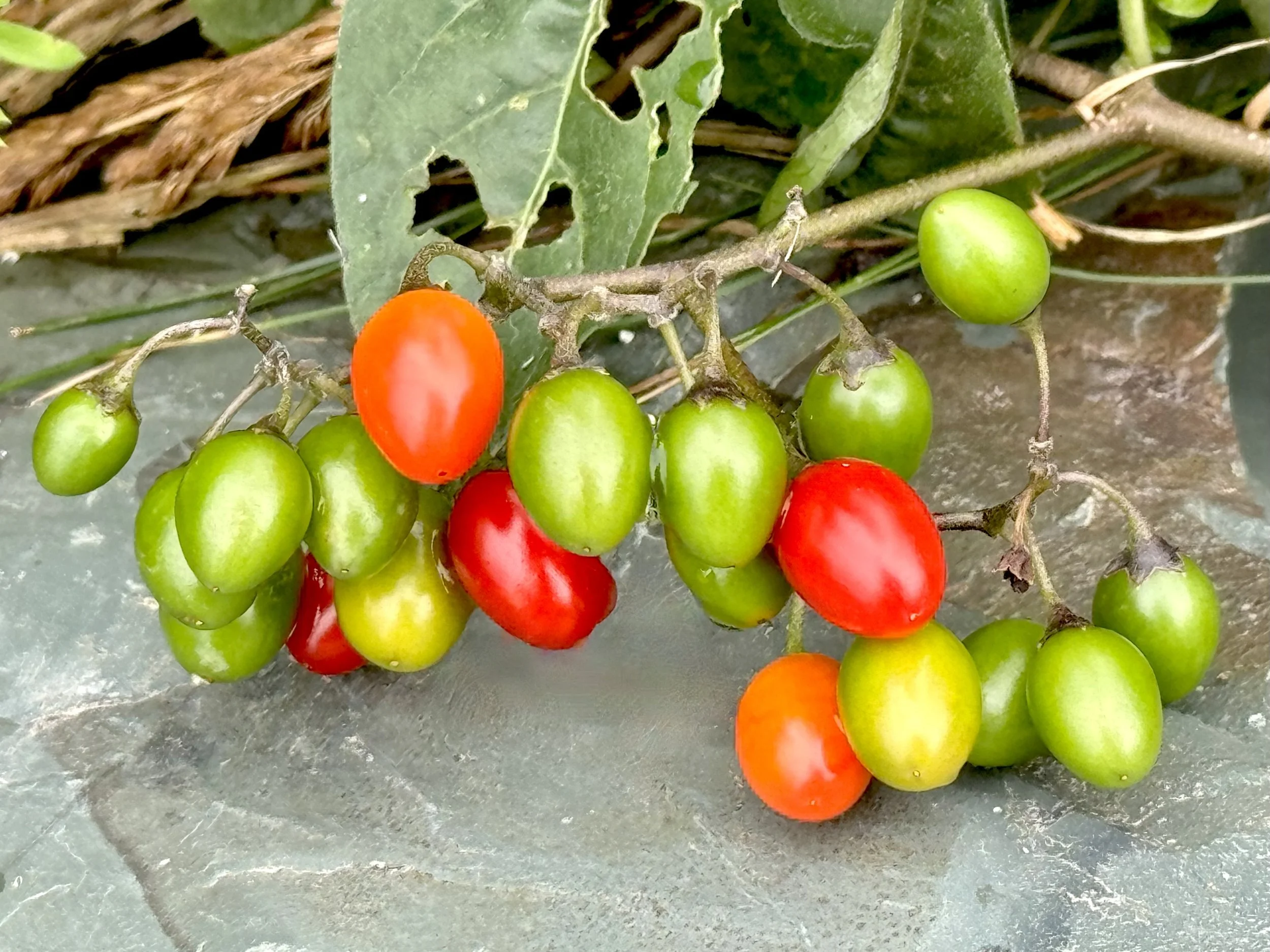 bittersweet nightshade (toxic fruit)
