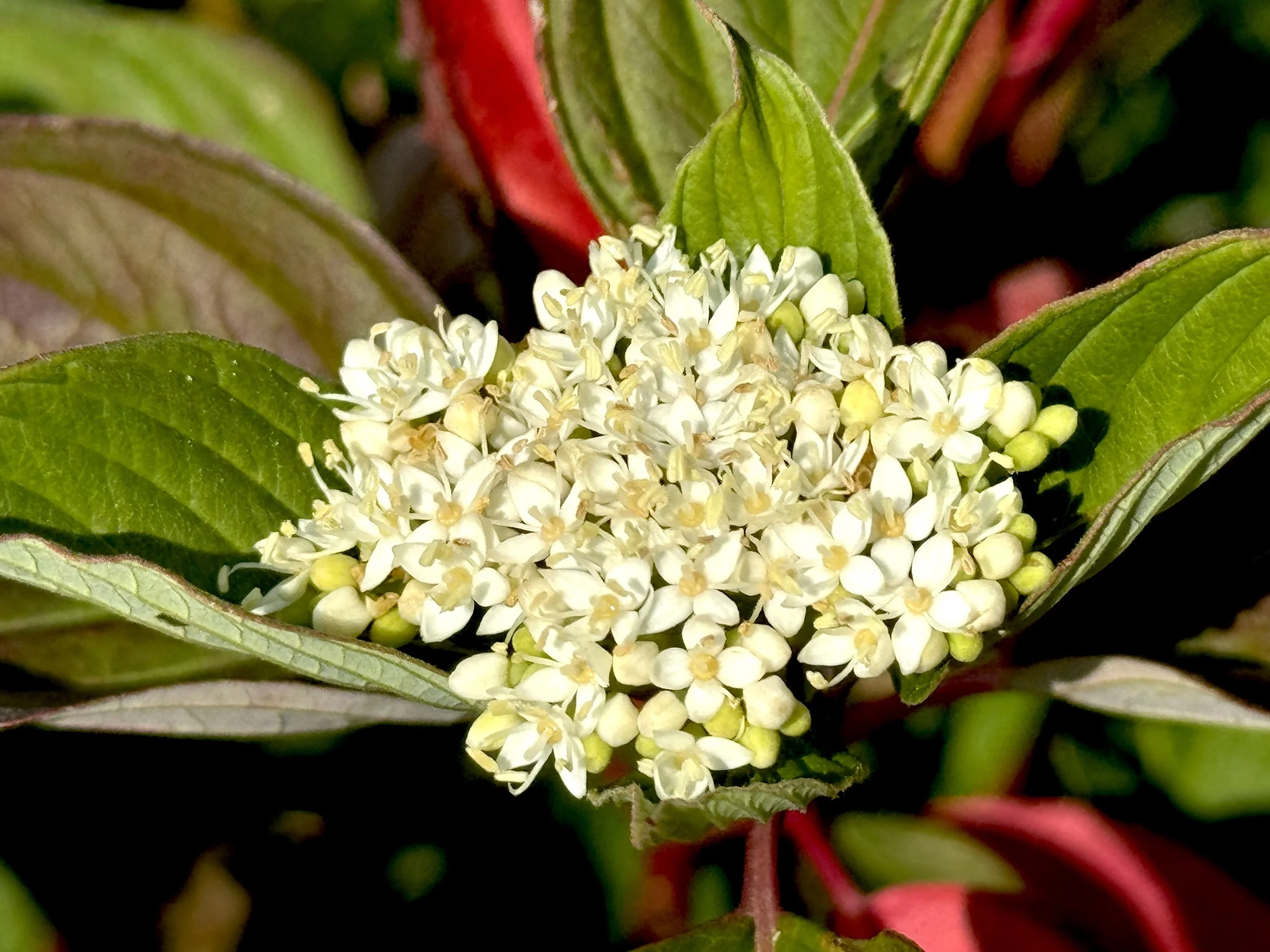 red-stemmed dogwood