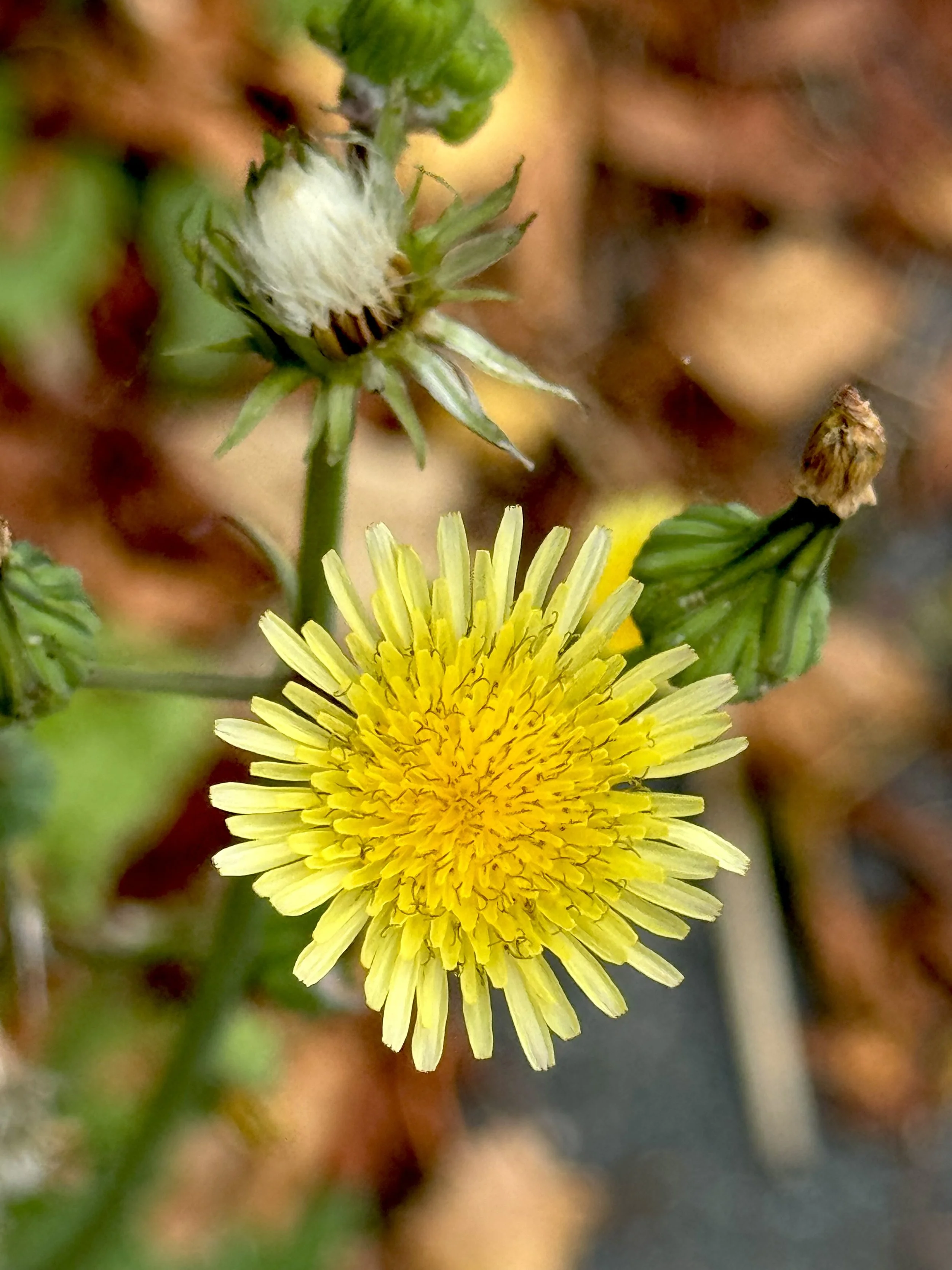 common sow-thistle