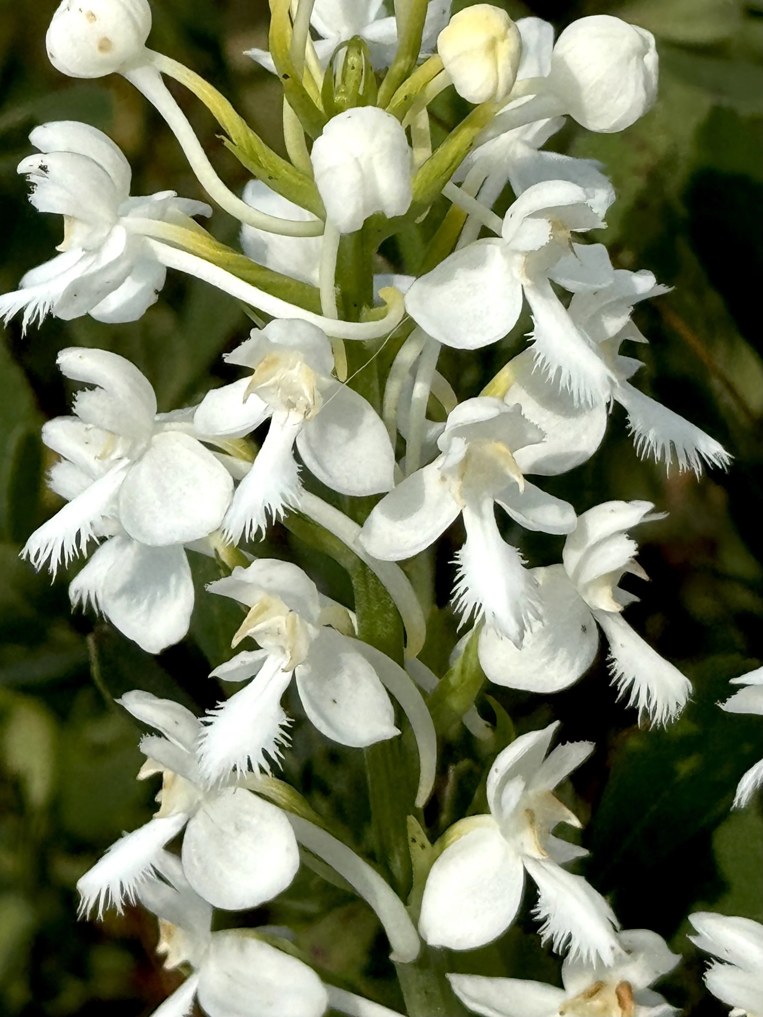 white fringed orchid
