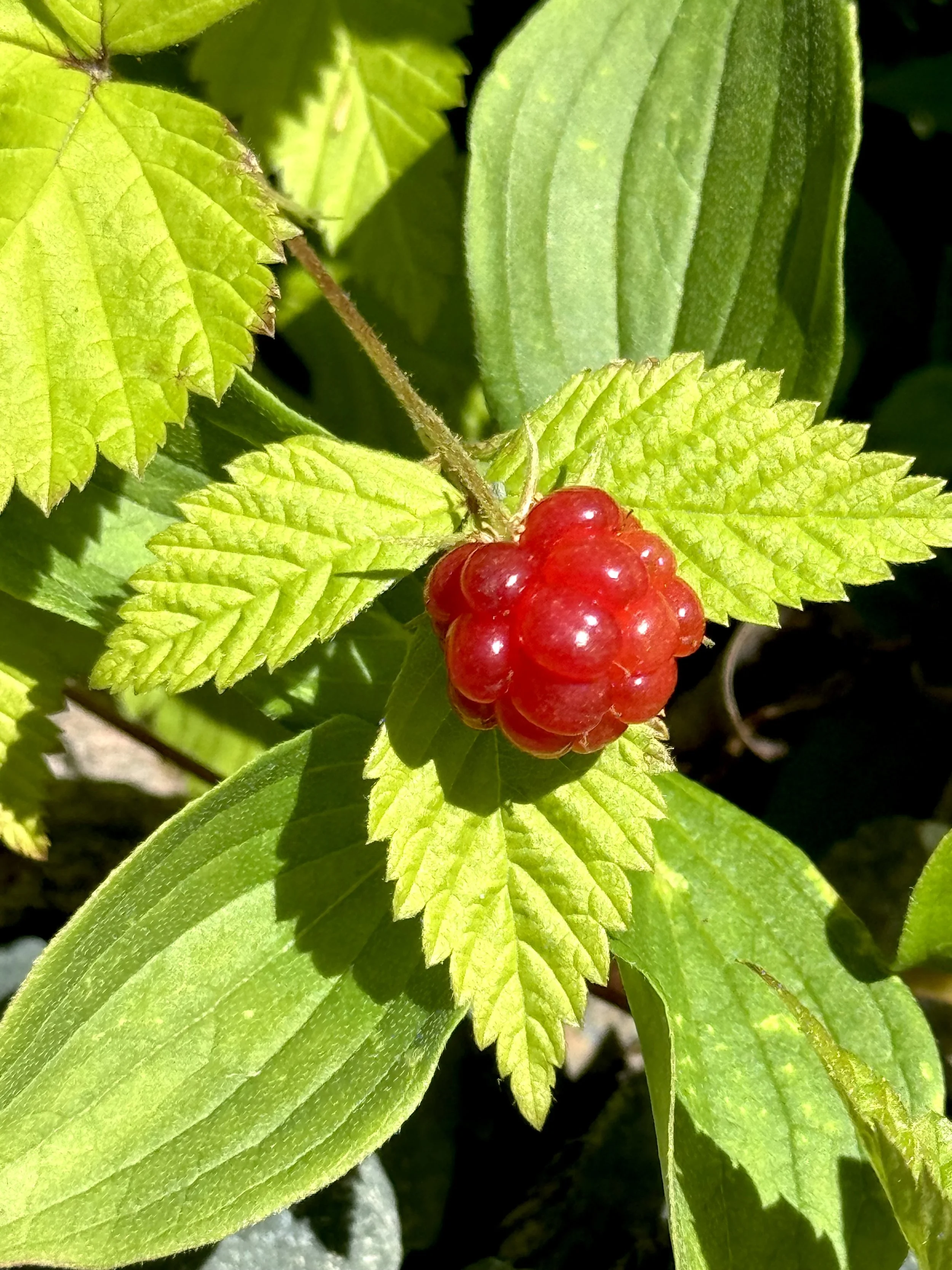dewberry