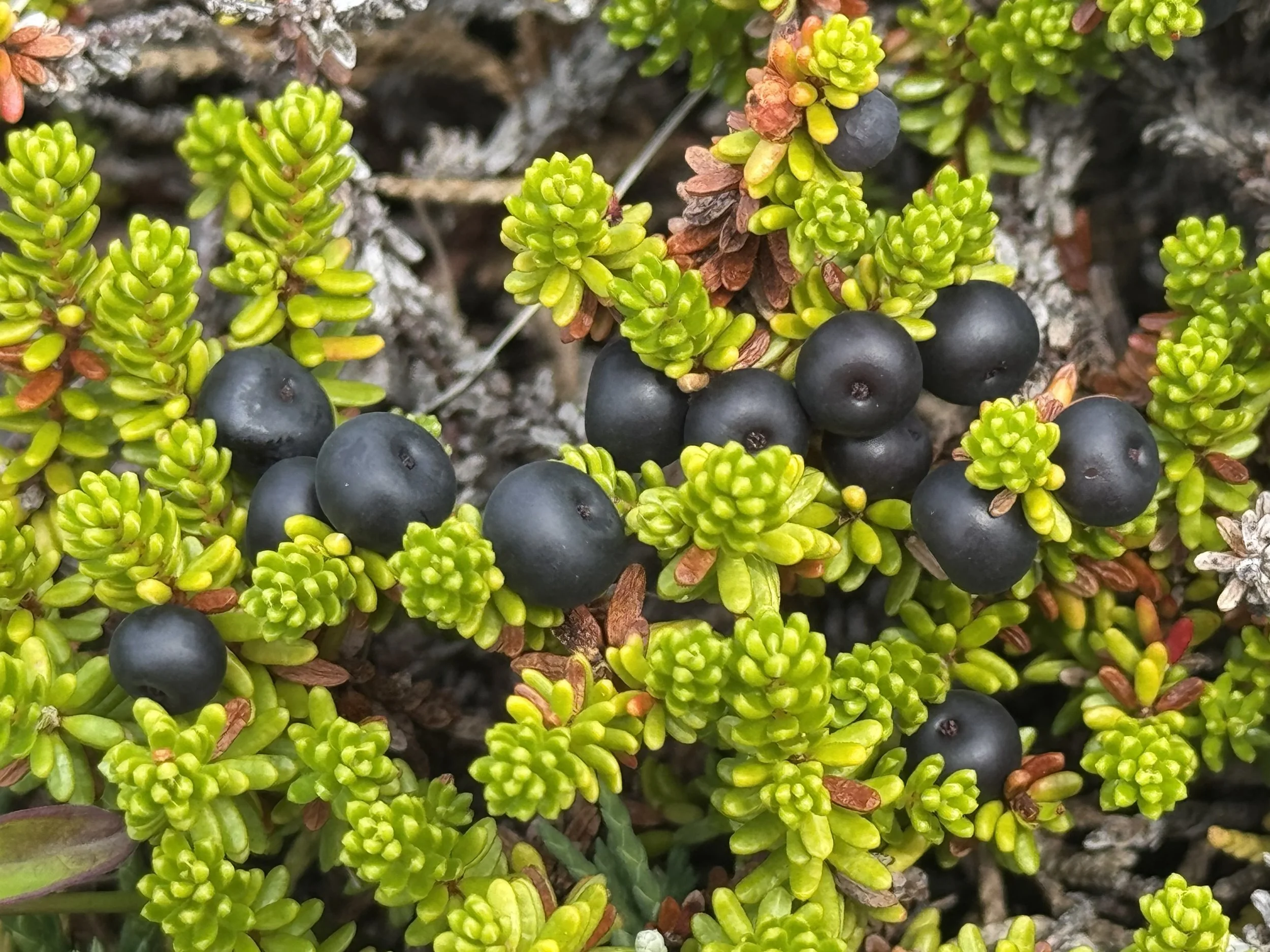 black crowberry