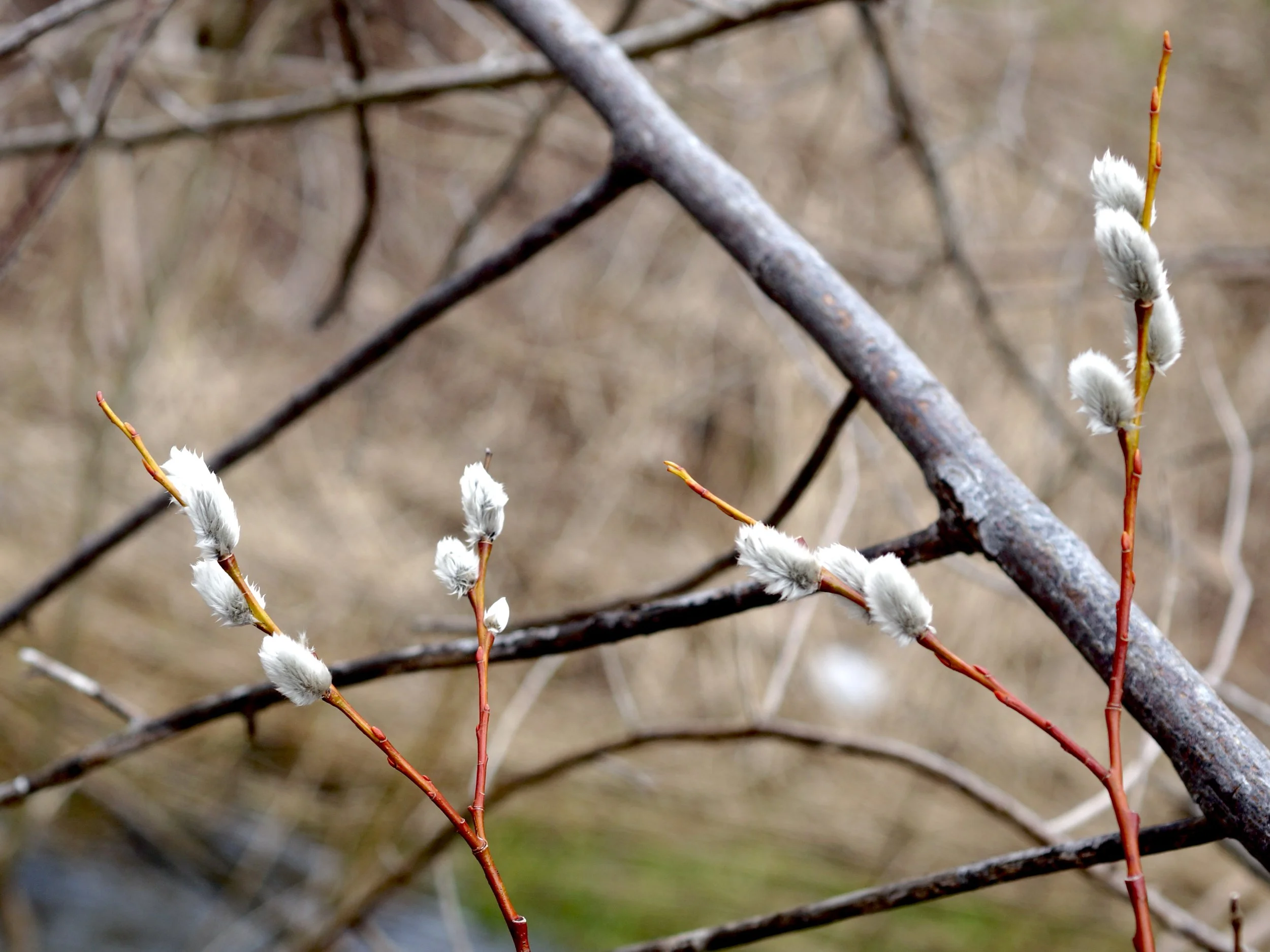 pussy willow
