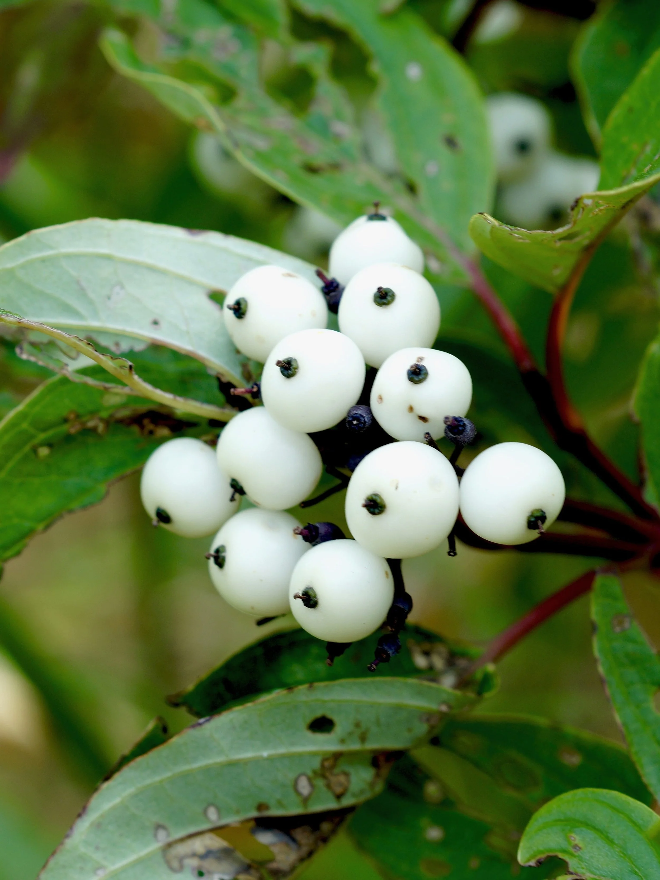 red-stemmed dogwood (fruit)