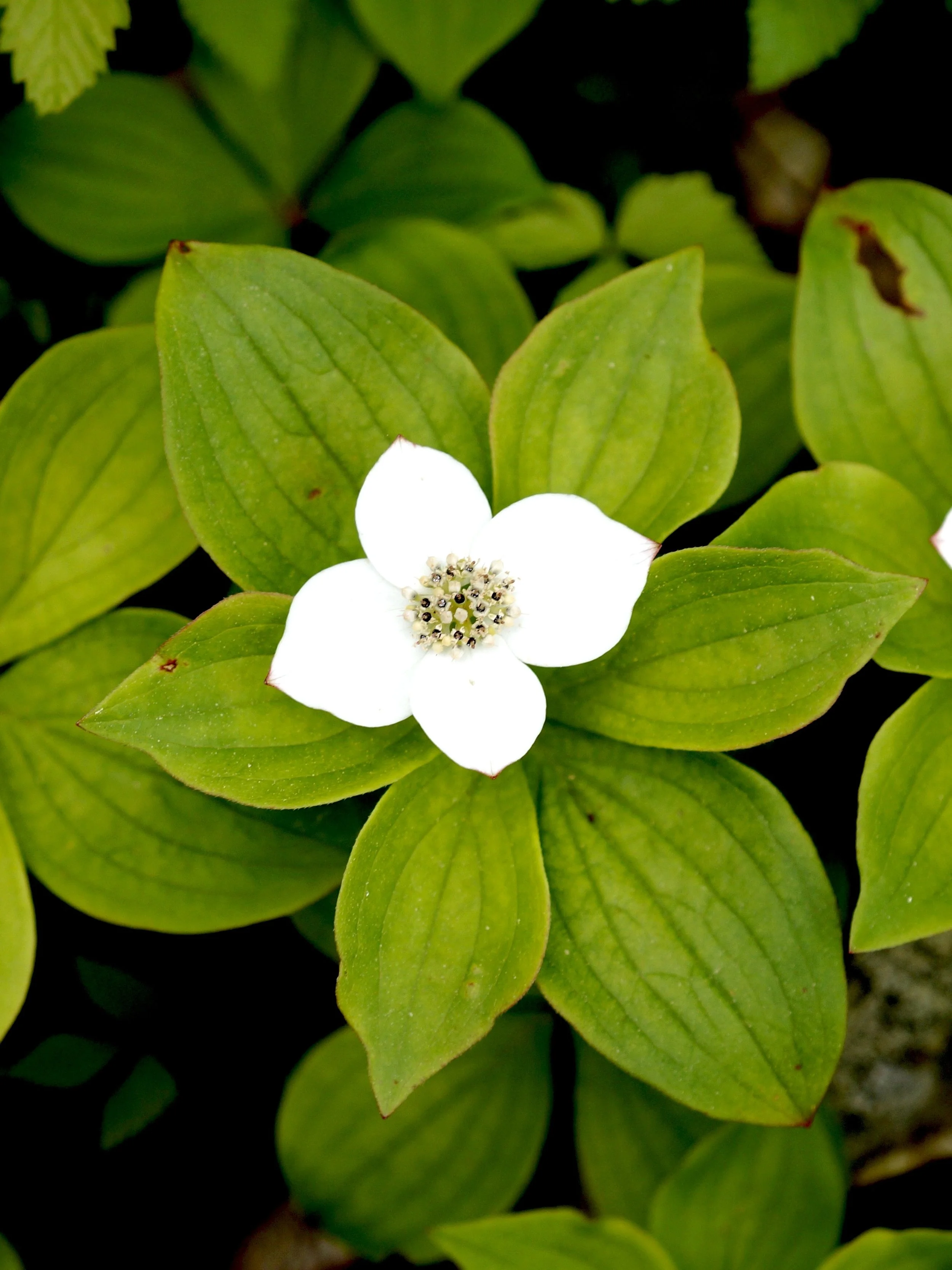 bunchberry