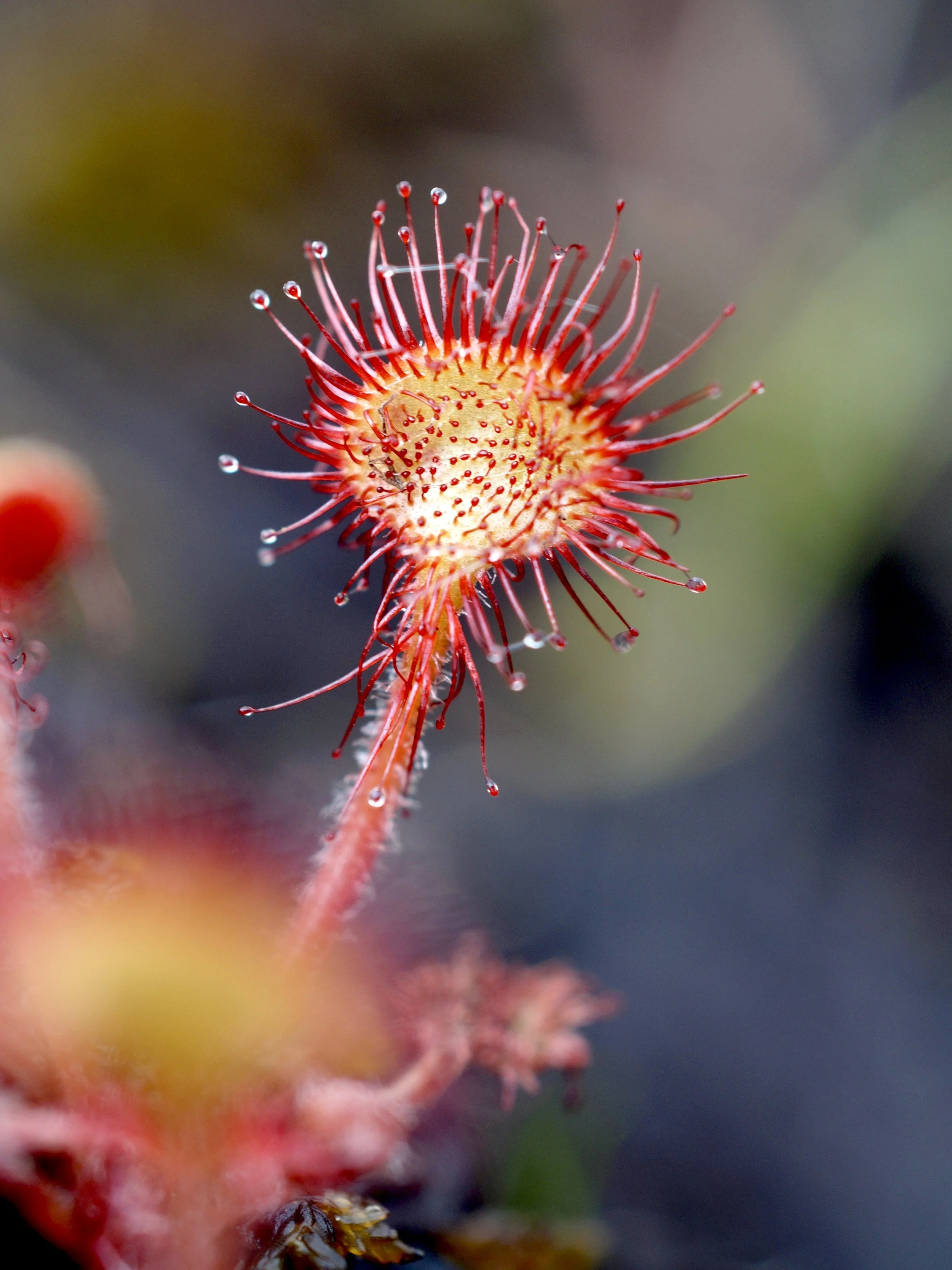 sundew