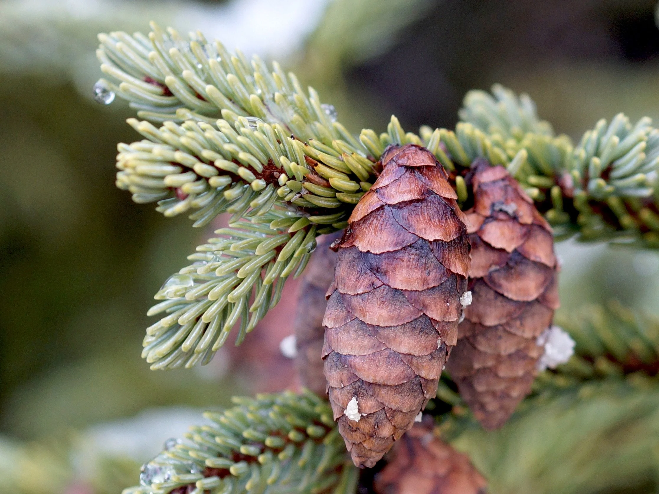 spruce cones