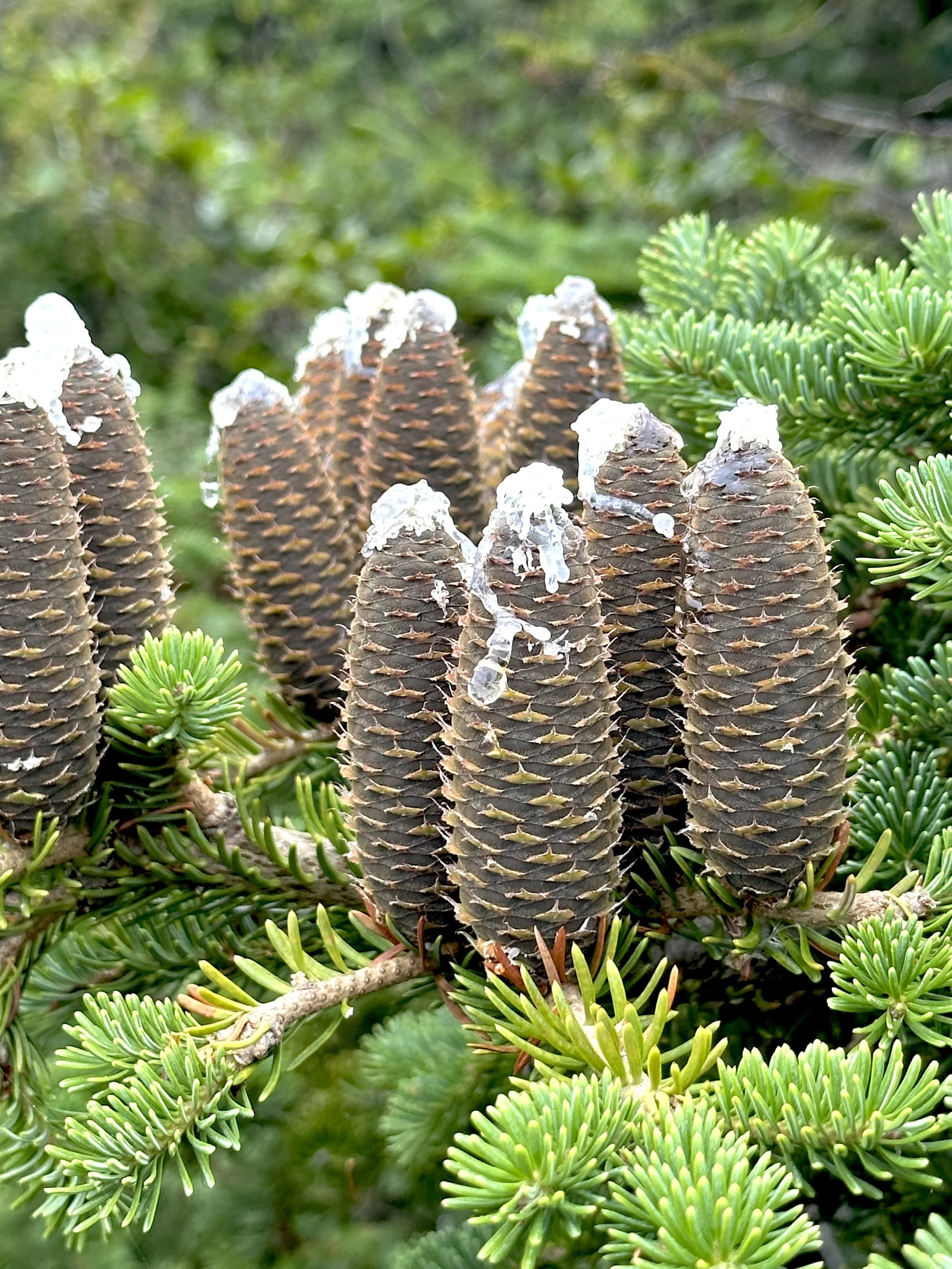fir cones