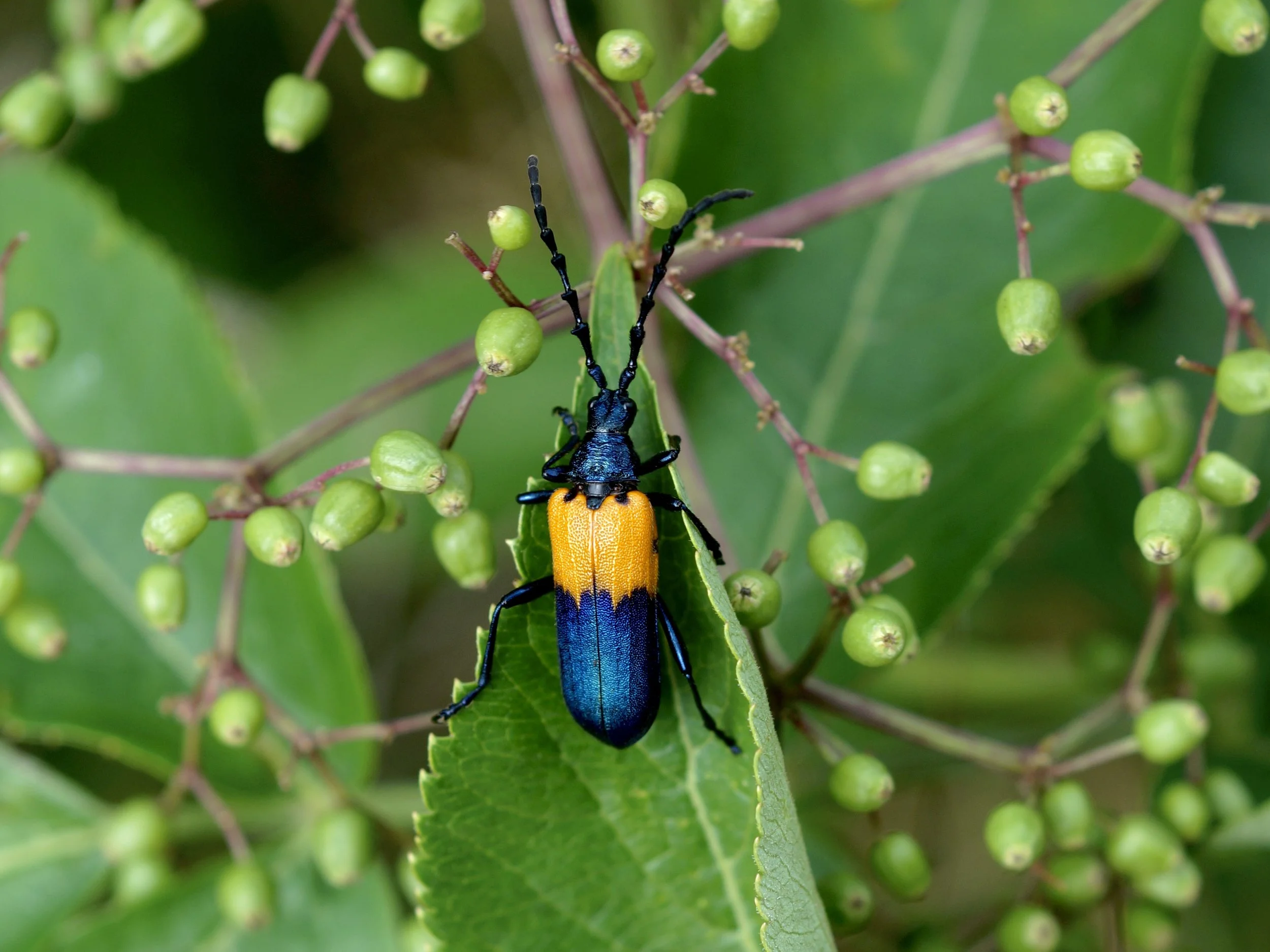 elderberry borer beetle