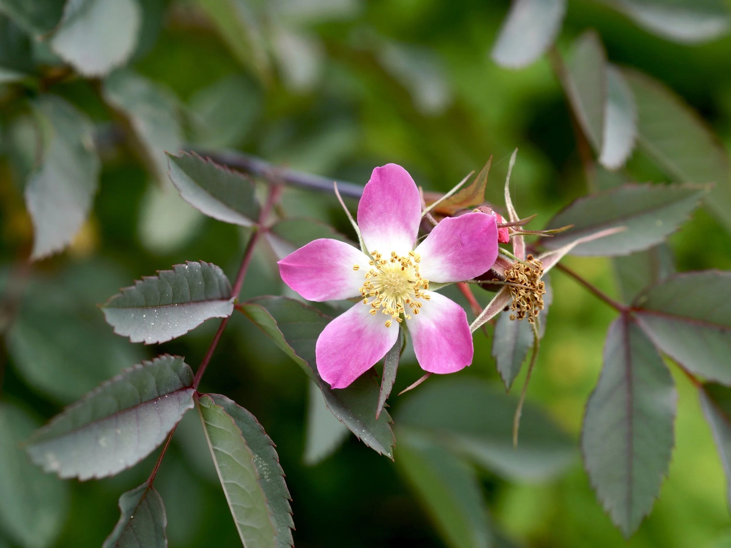 red-leaf rose, Kent's Pond