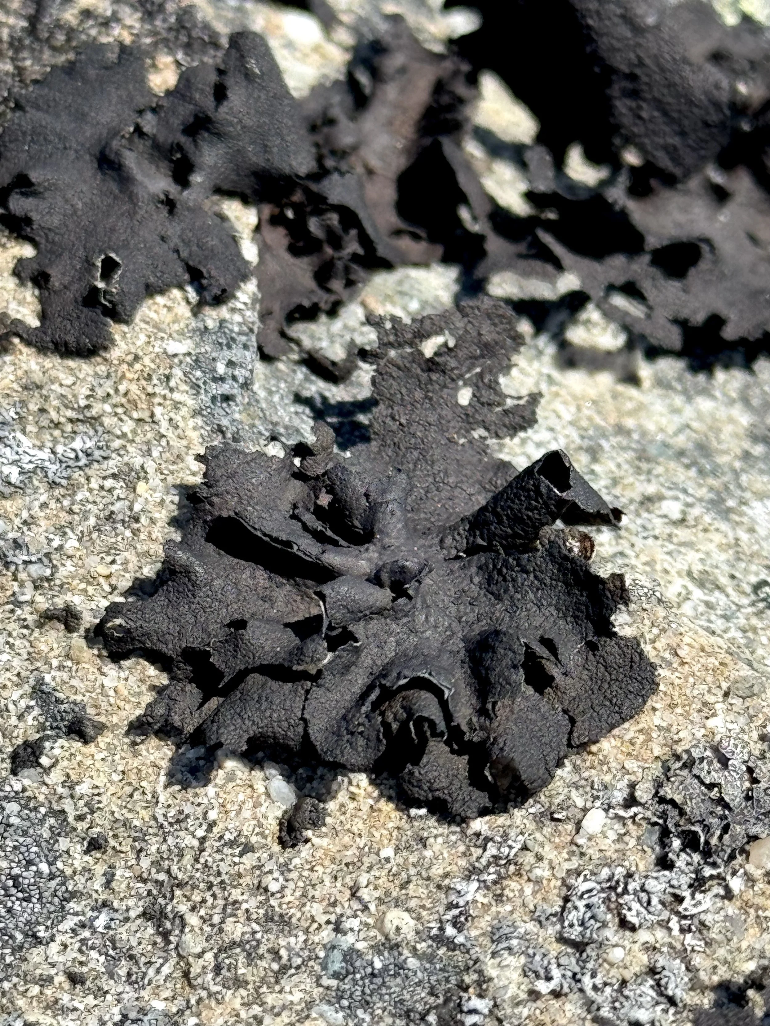 rock lichens, Flatrock