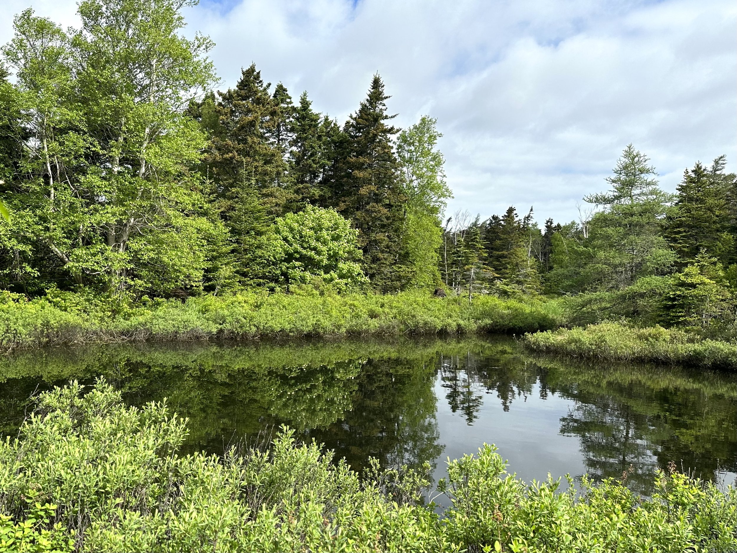 Pippy Park, late June
