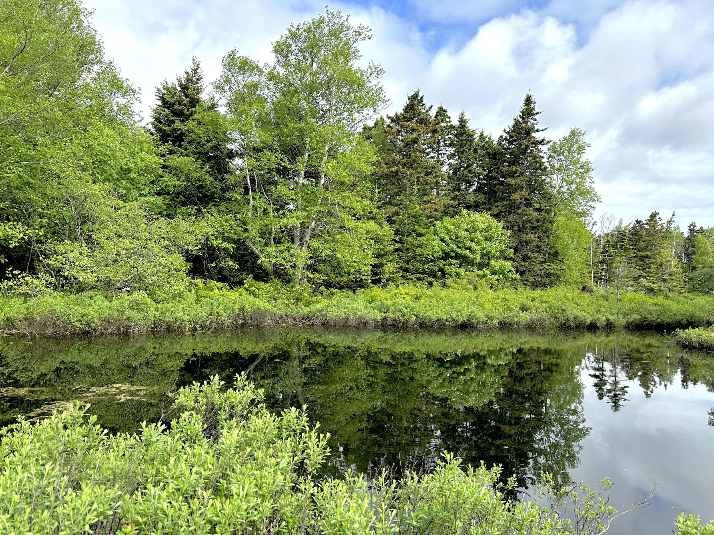 Pippy Park, late June