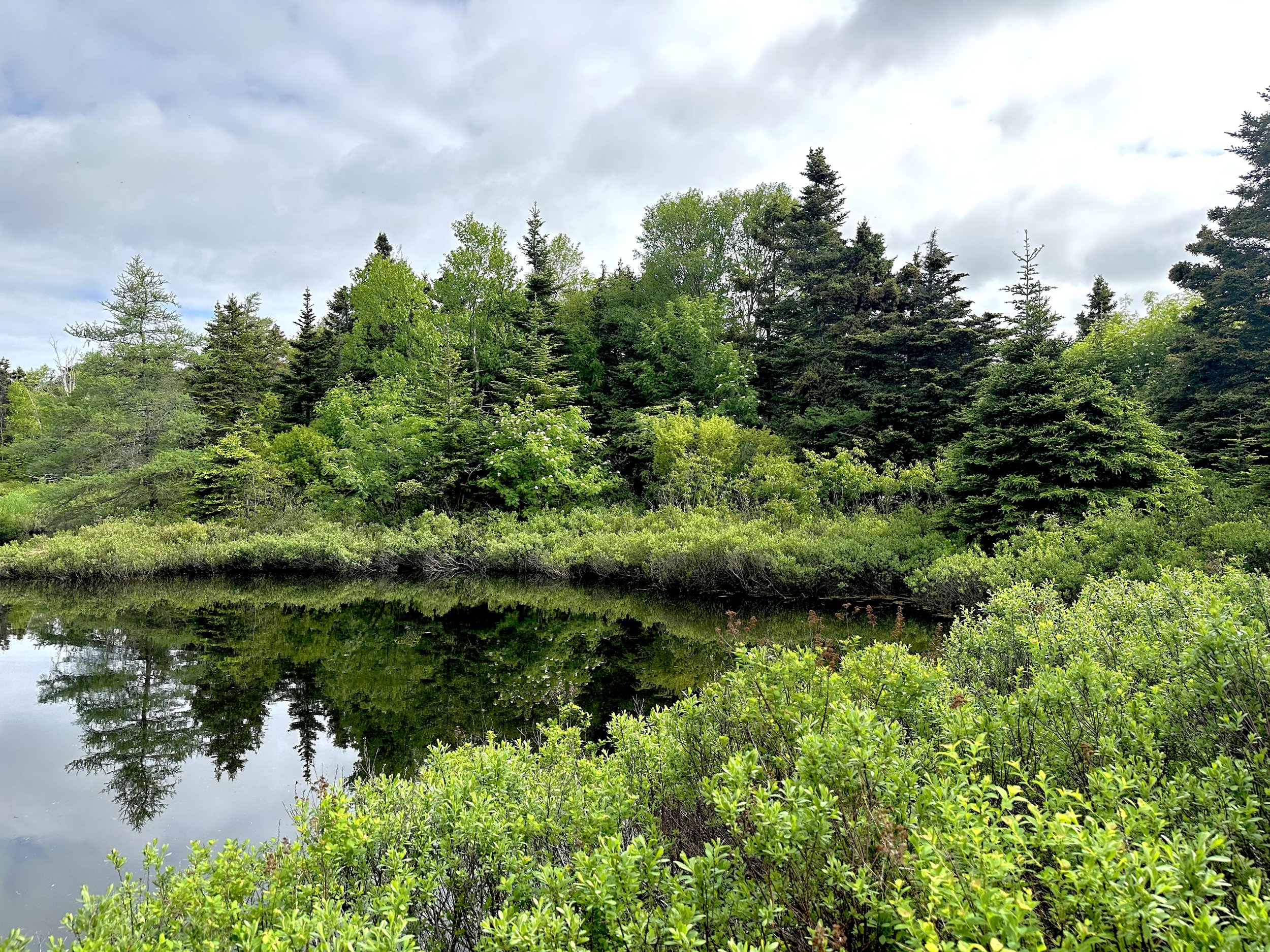 Pippy Park, late June