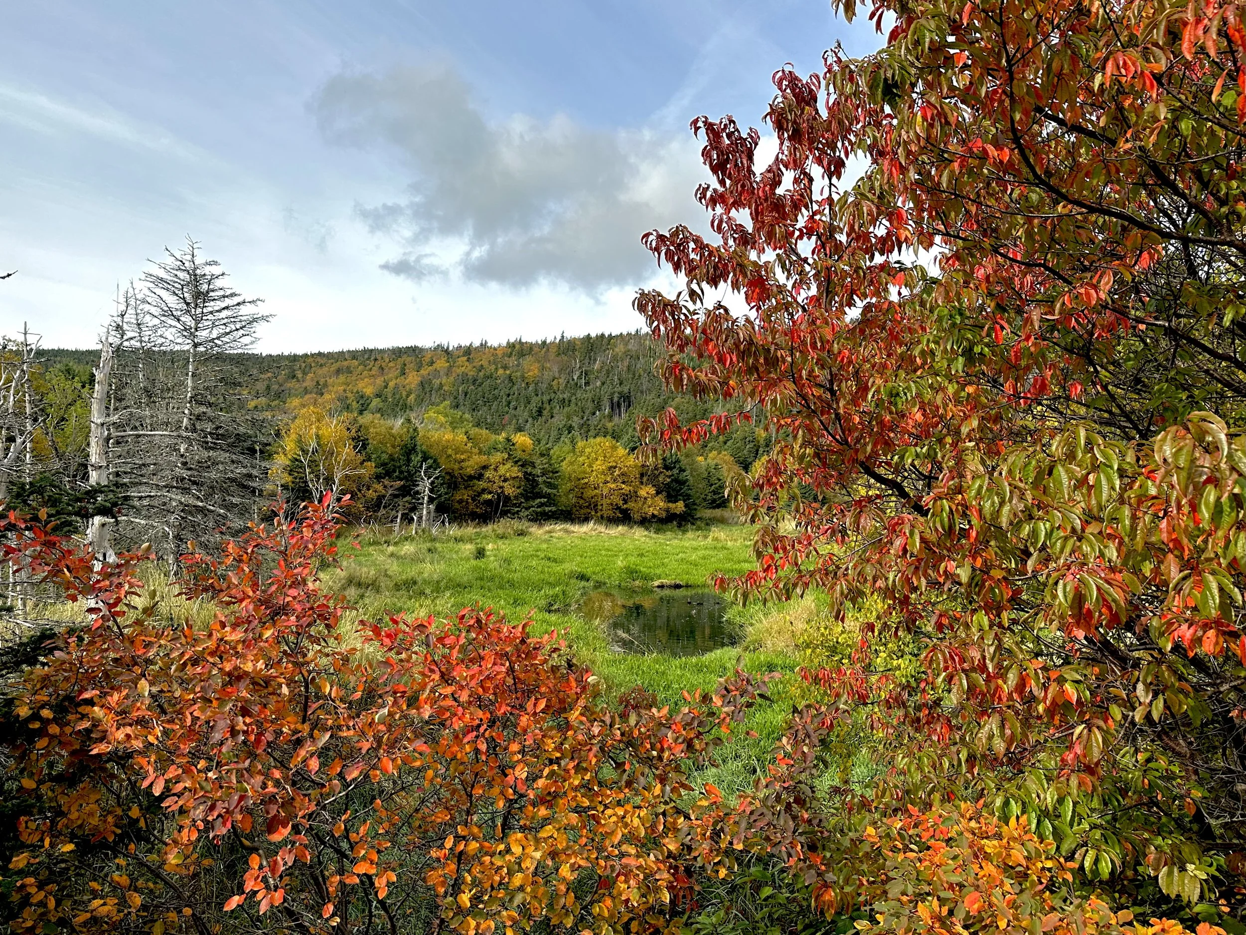 Long Pond trail, October