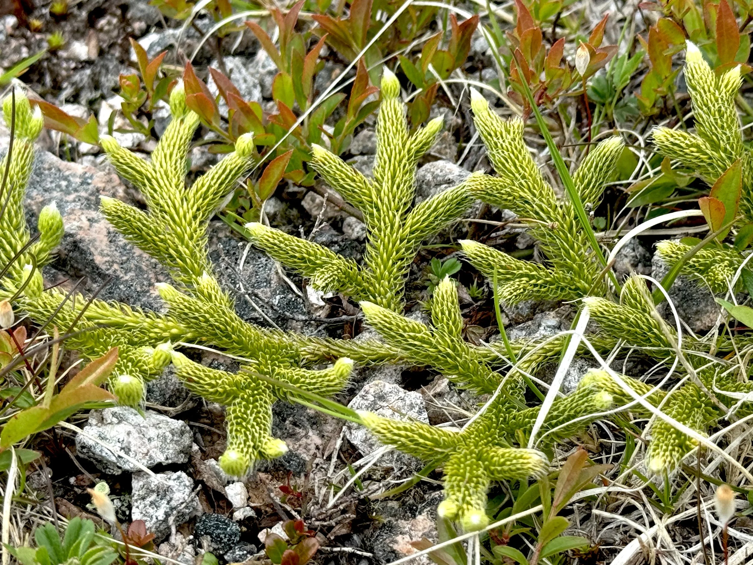 club moss, Hawke Hill Ecological Reserve