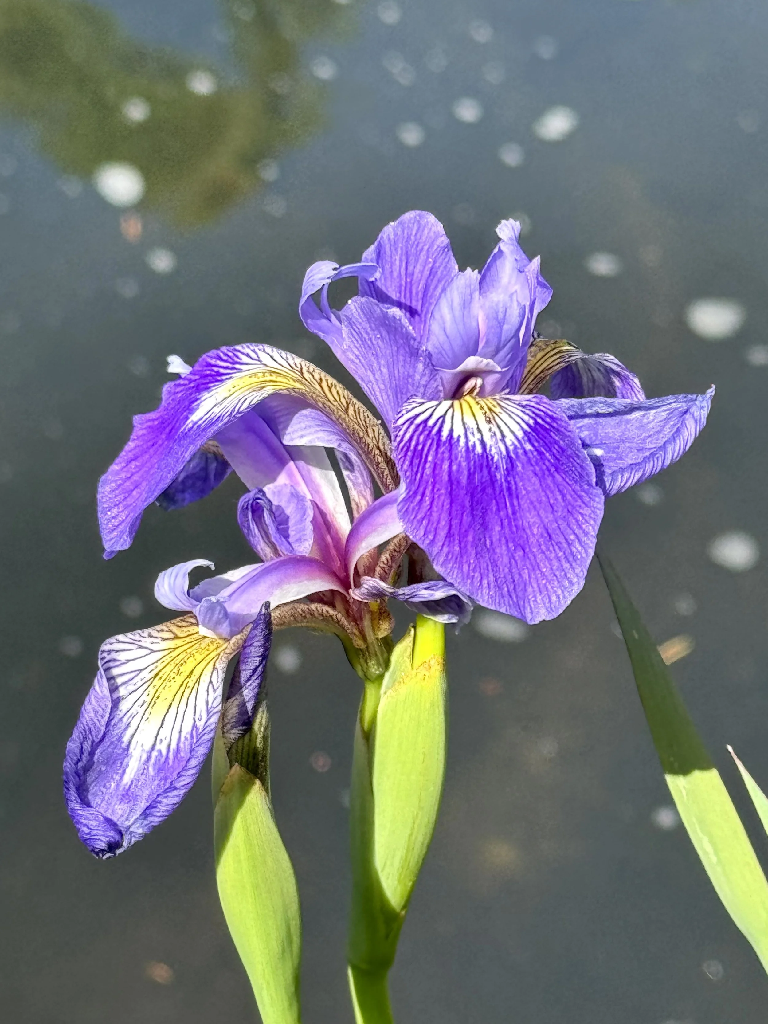 blue flag iris, Rennie's River