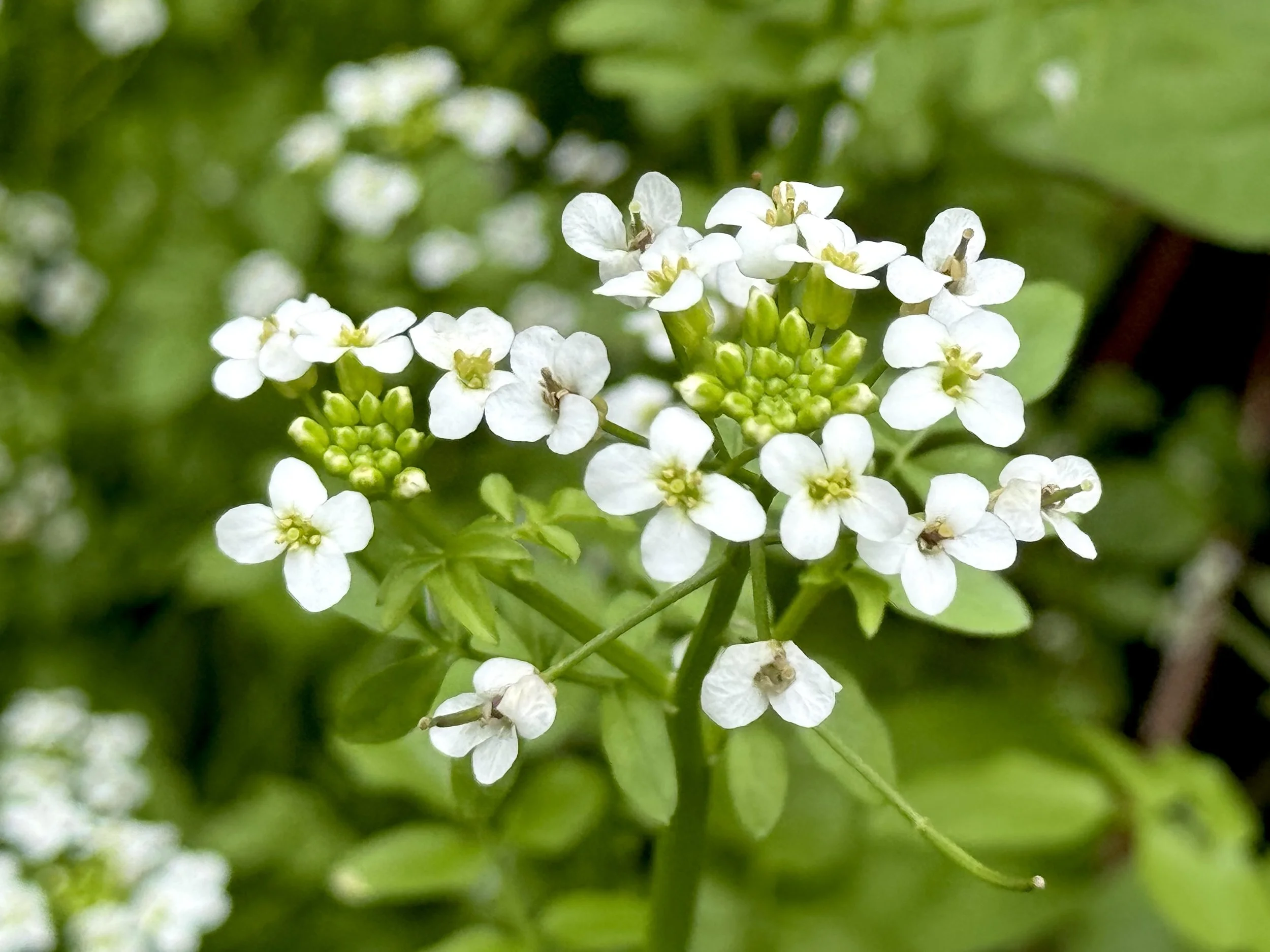 watercress, Rennie's River