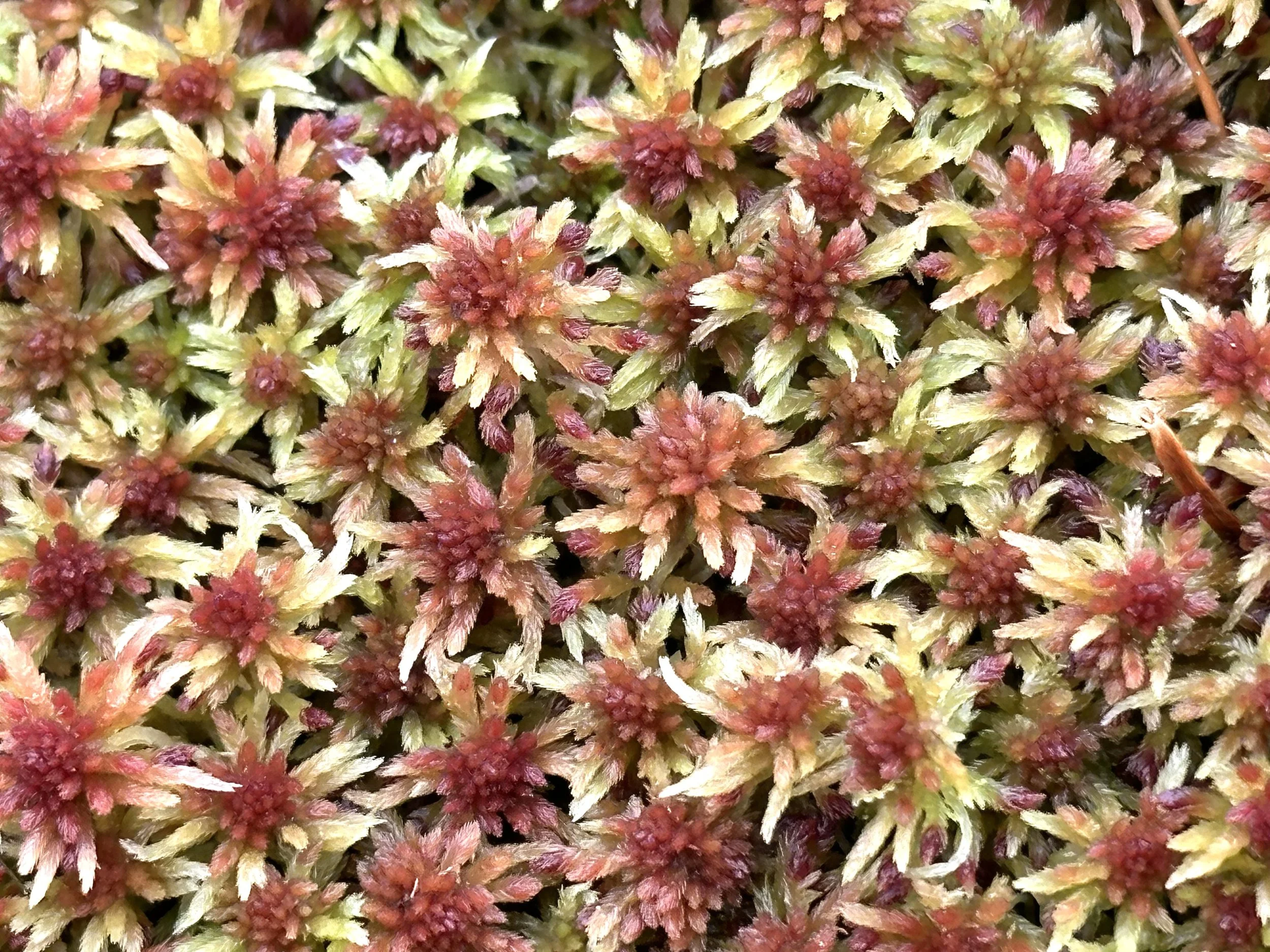 sphagnum moss, Pippy Park