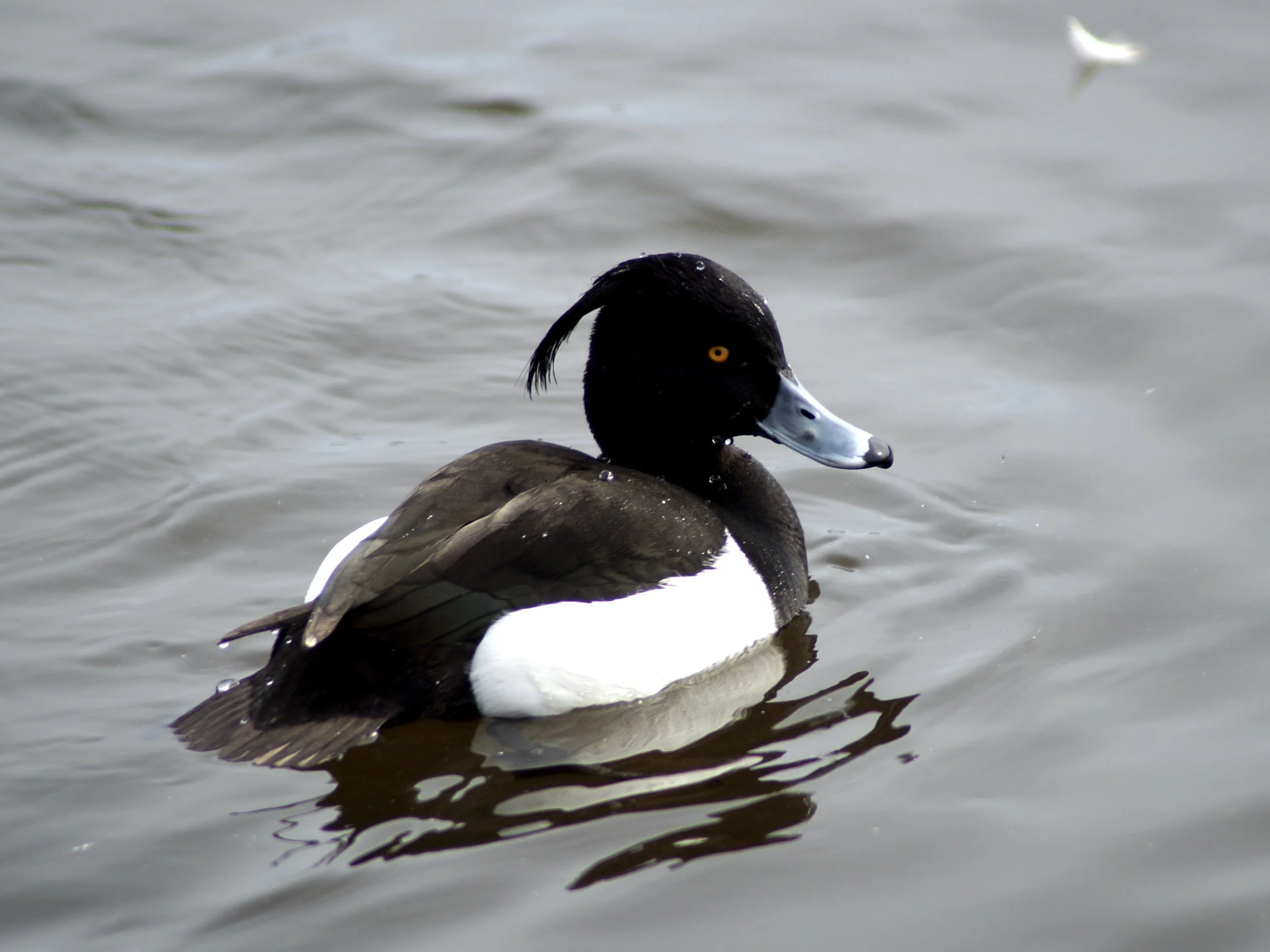 tufted duck, Kent's Pond