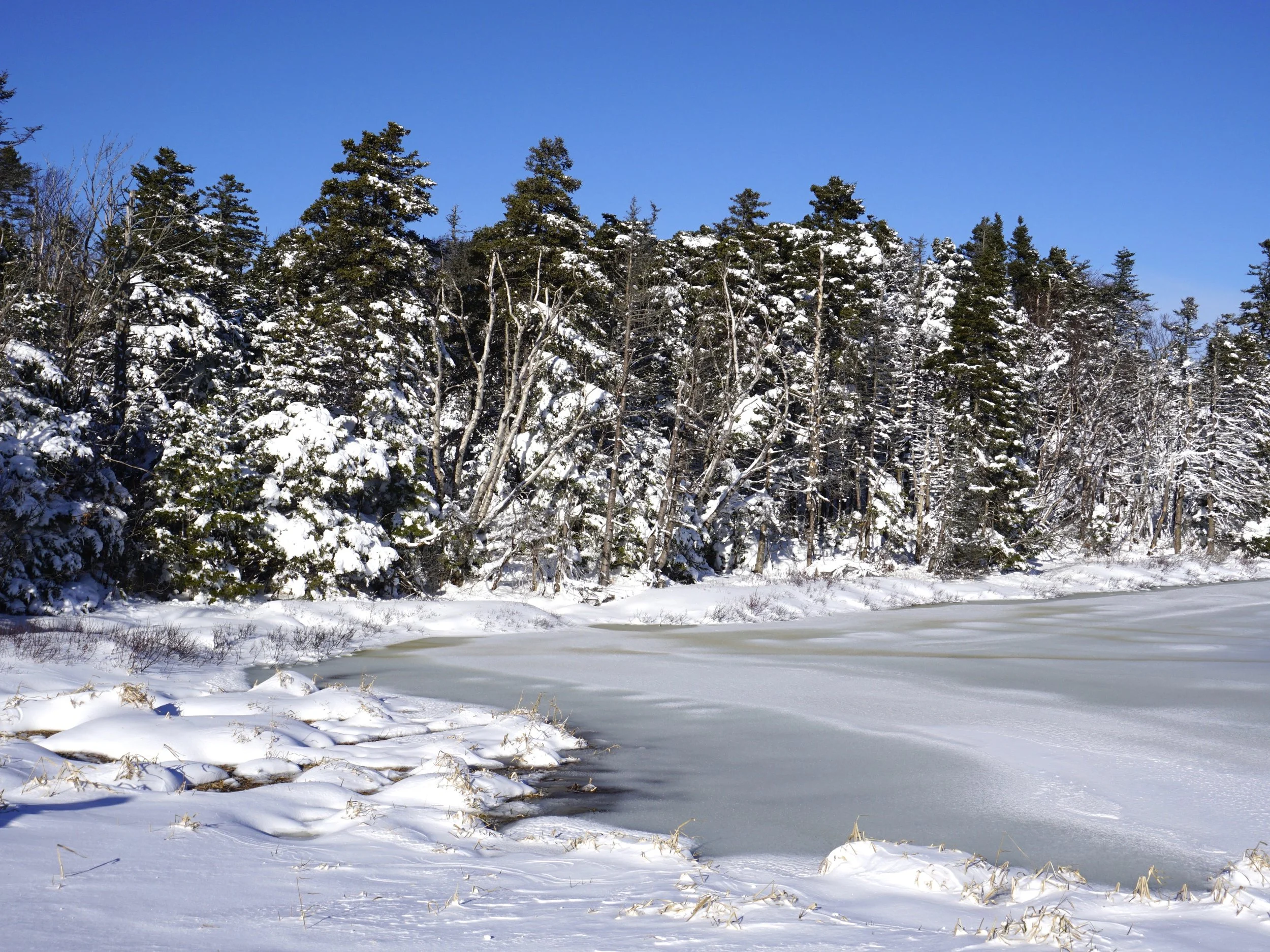 Kent's Pond, January