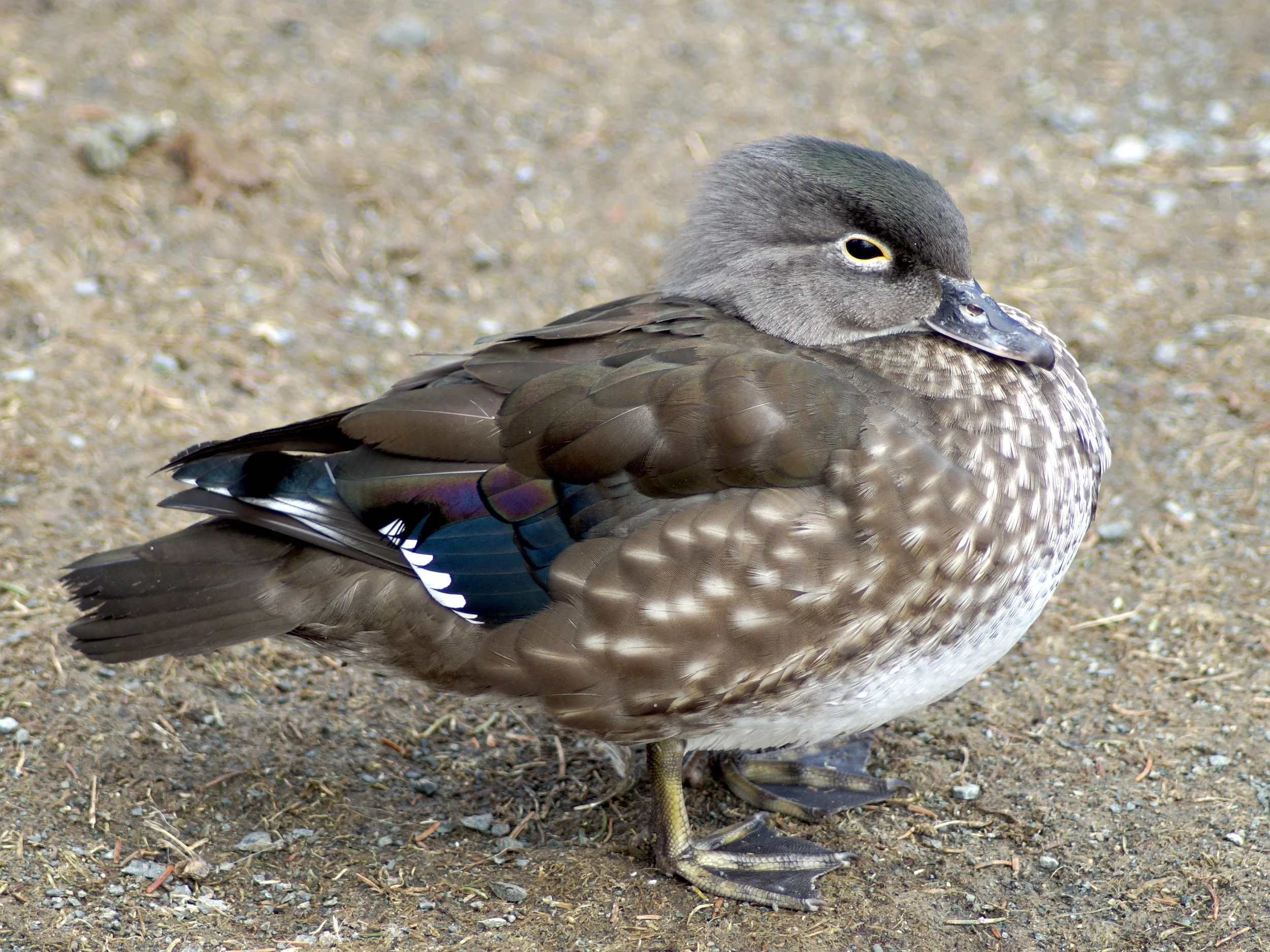 female wood duck, Kent's Pond