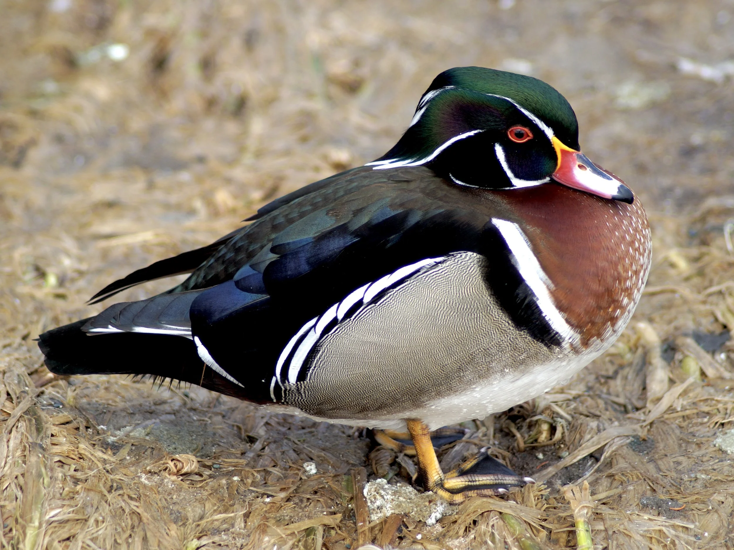 male wood duck, Kent's Pond