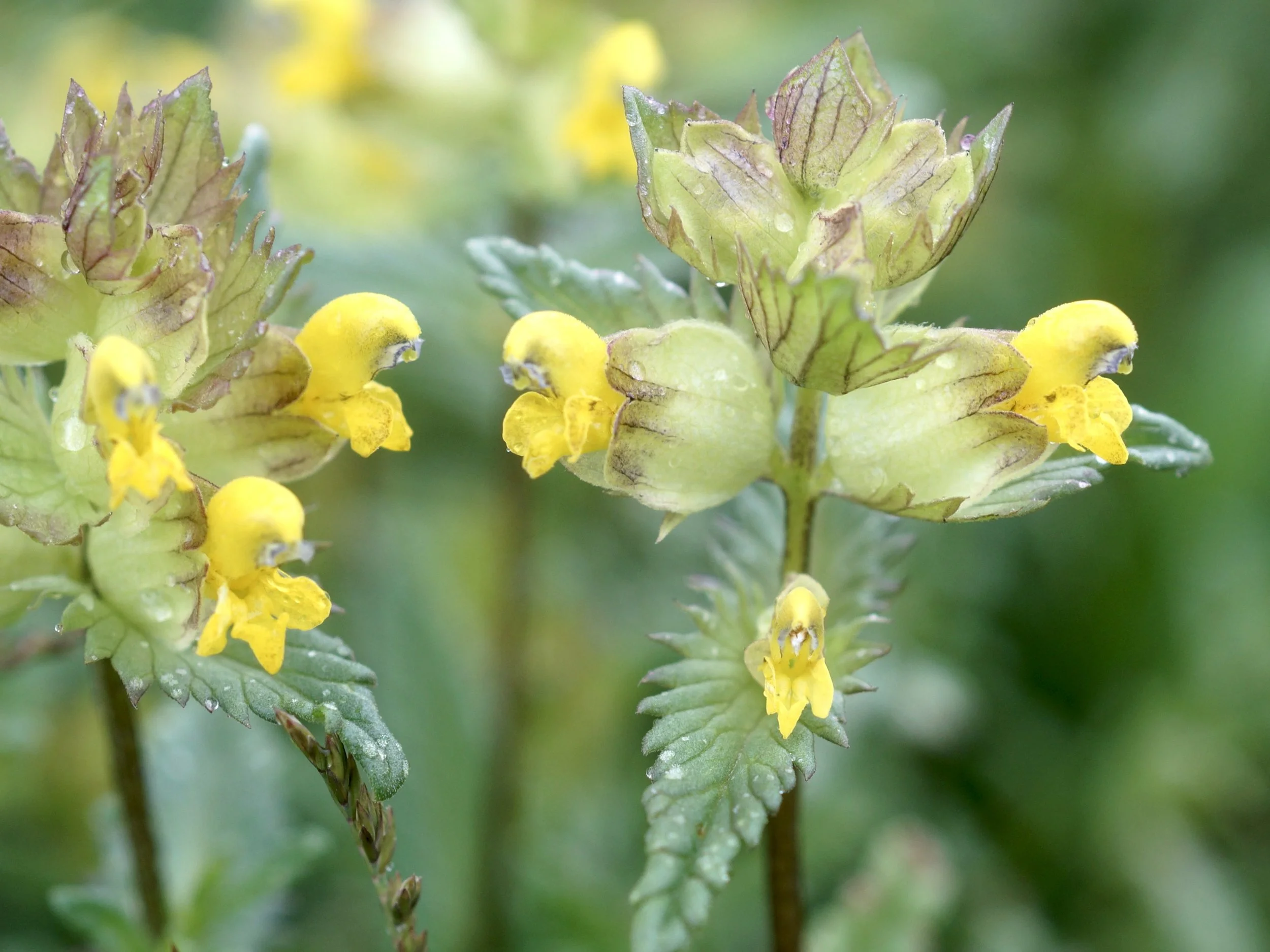 yellow rattle, Signal Hill
