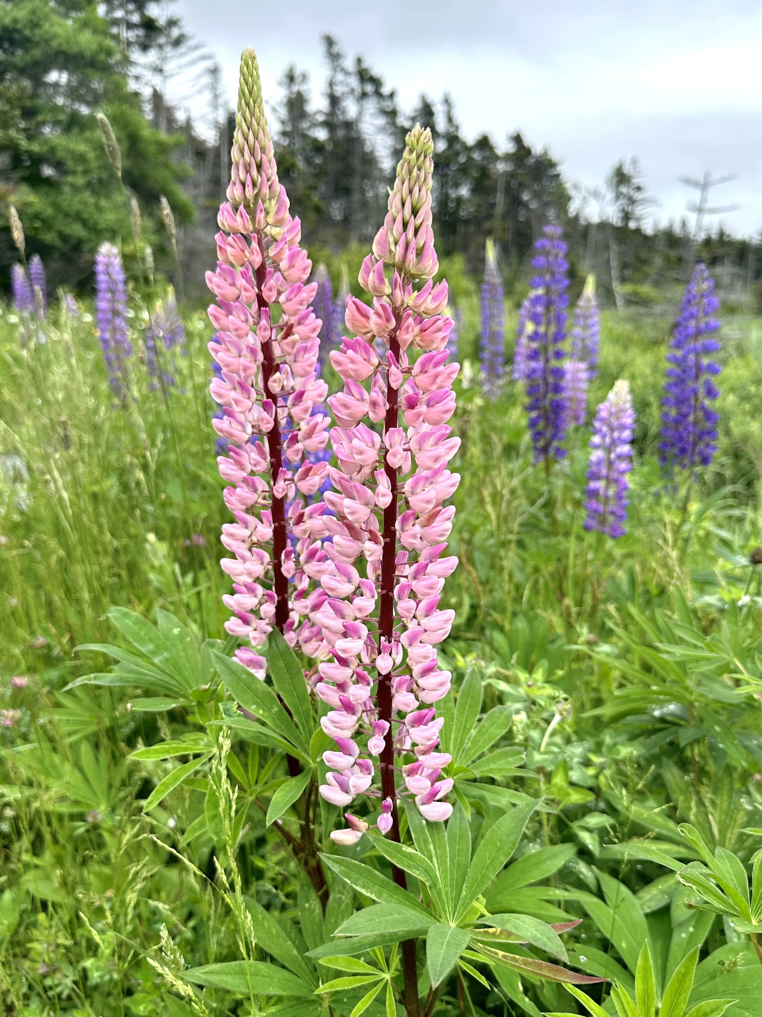 lupine, Fogarty's Wetland