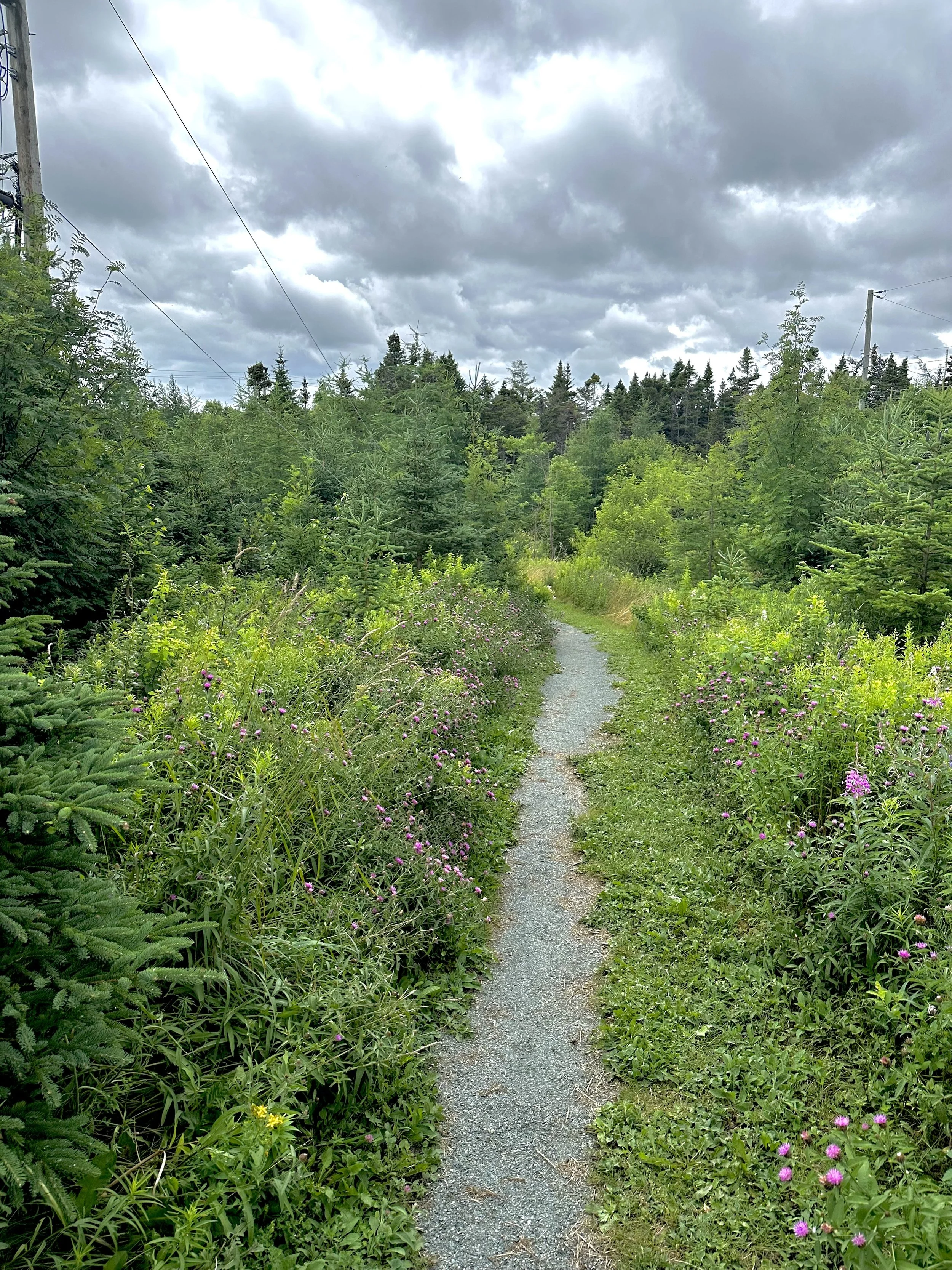 a wildflower path near Thorburn Road