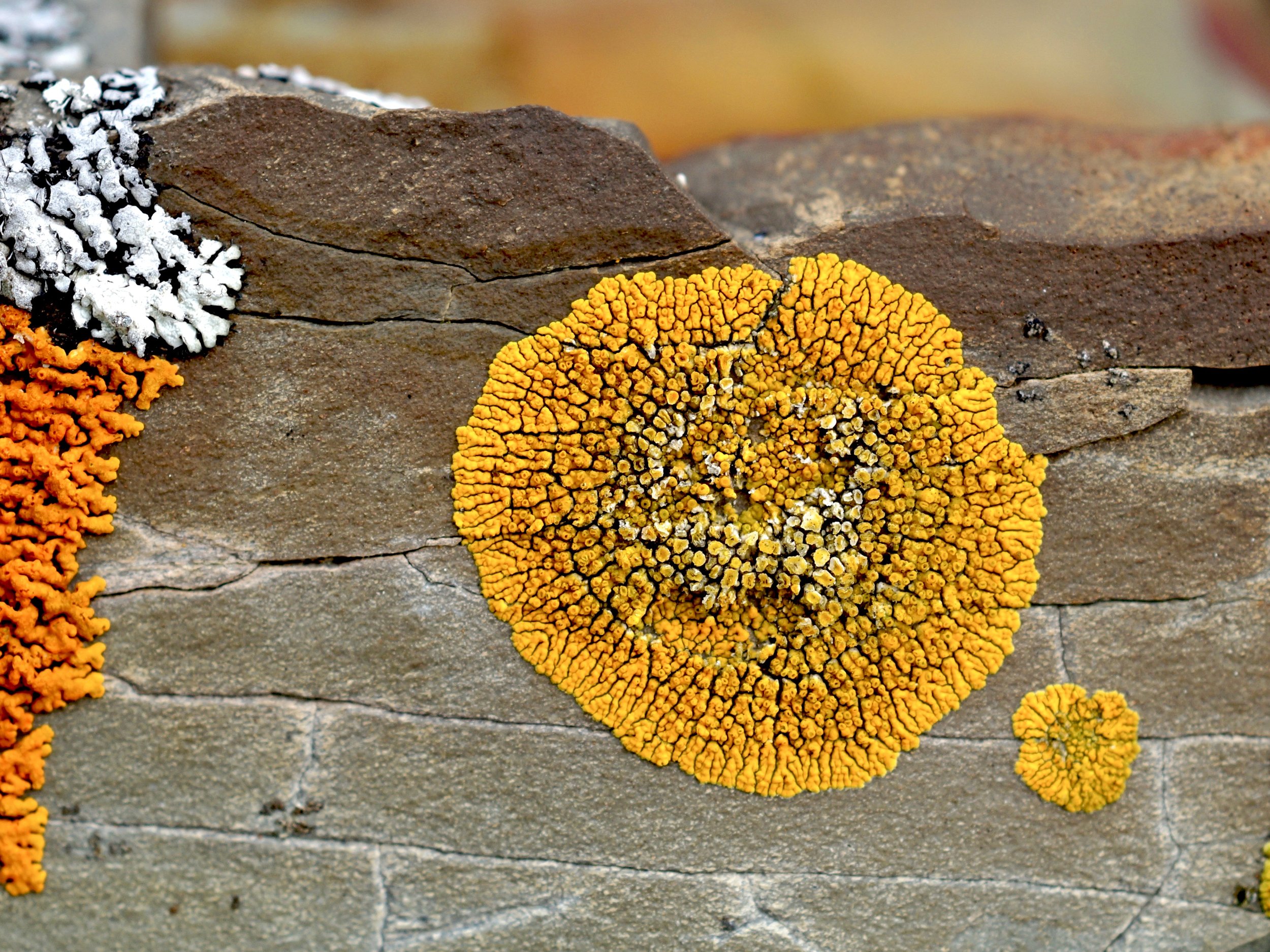 seacoast lichens, Torbay