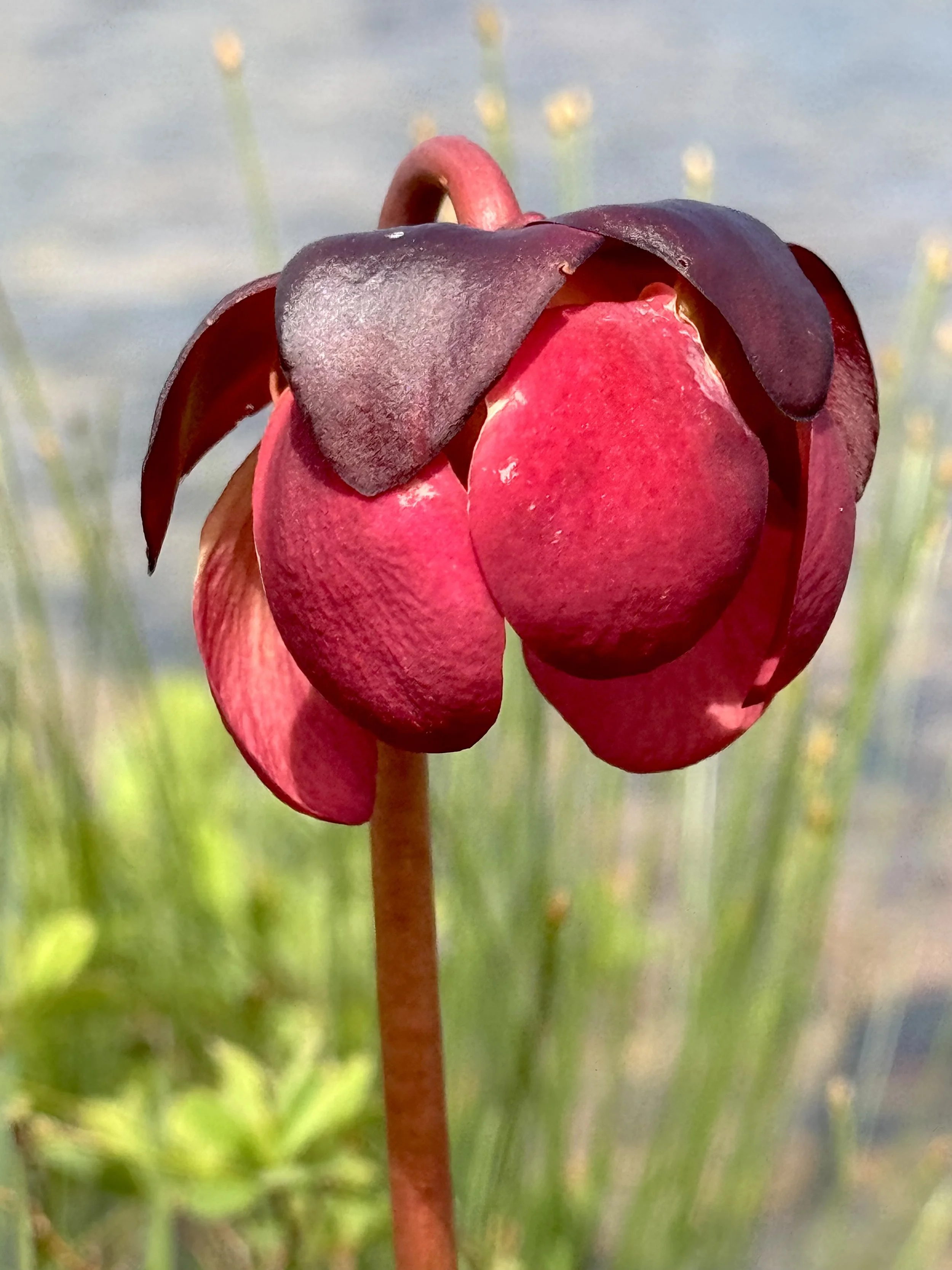 pitcher plant, Hawke Hill Ecological Reserve