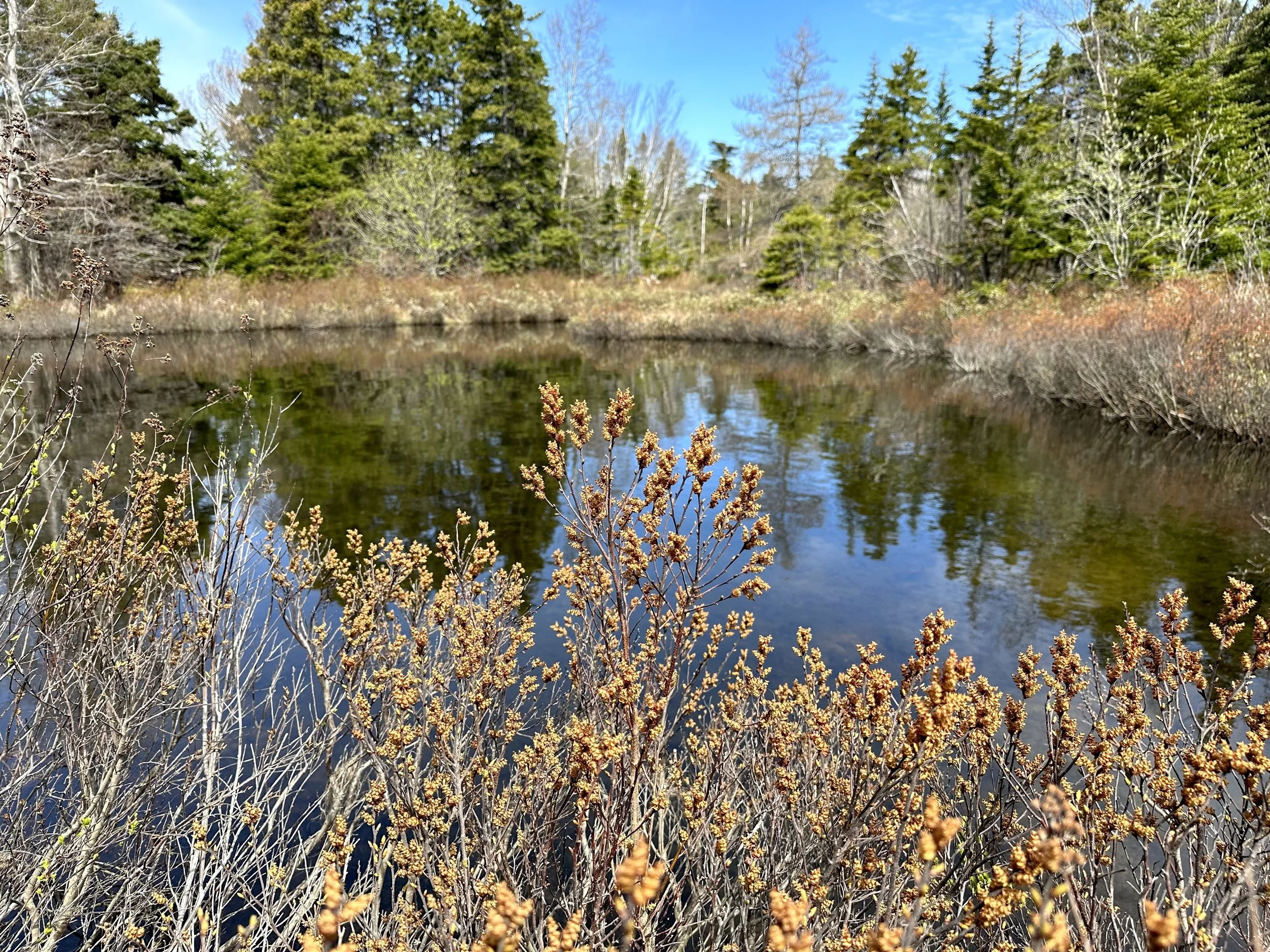 bog myrtle, Pippy Park
