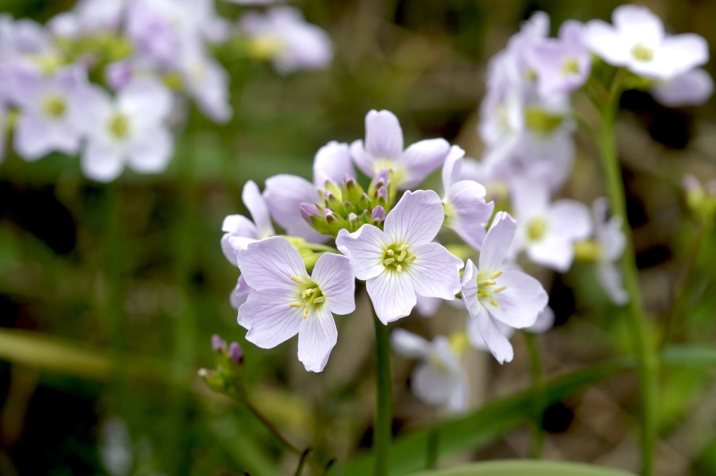 cuckoo flower (meadow cress), Pippy Park