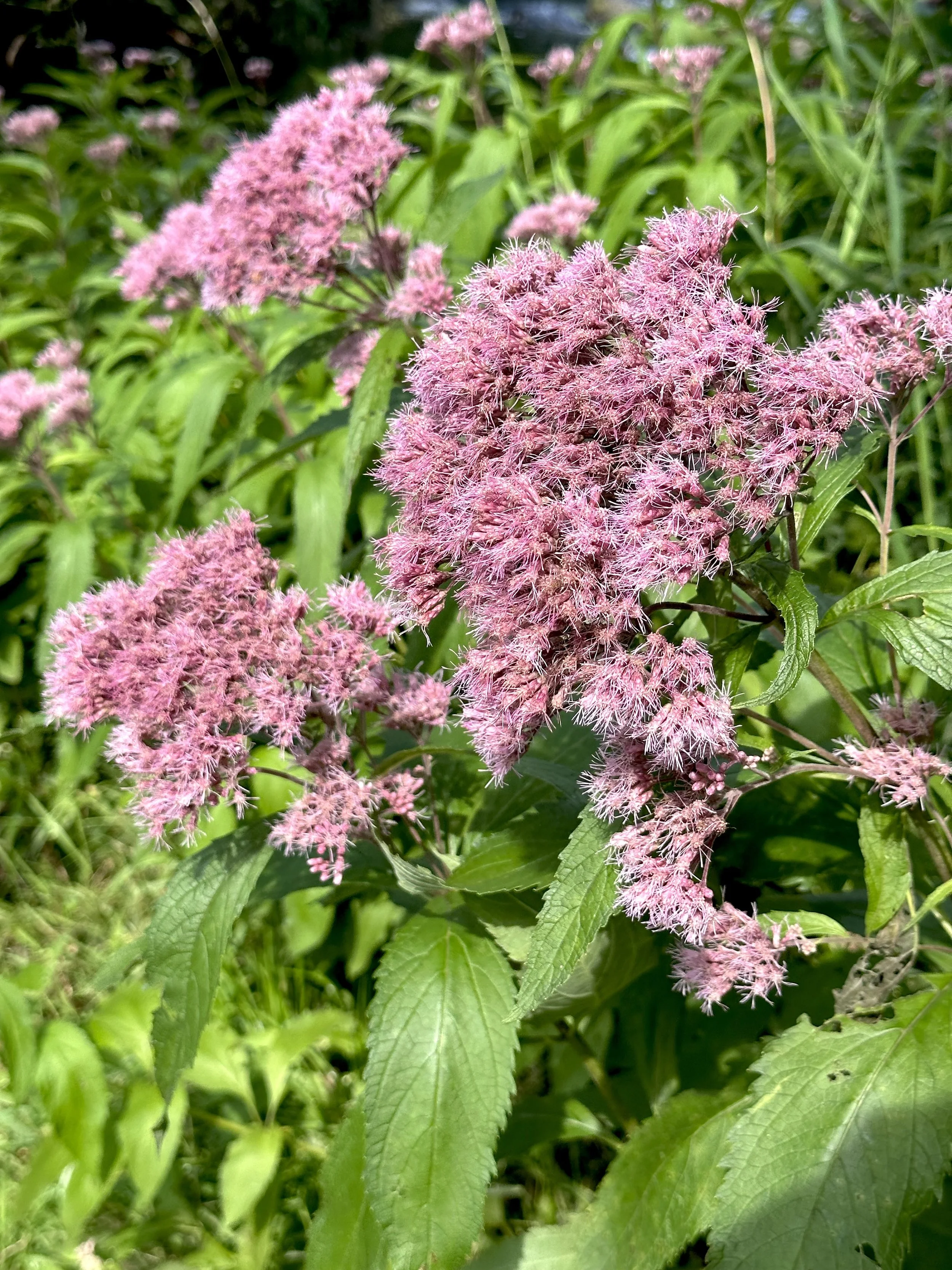 Joe-Pye-weed, Rennie's River