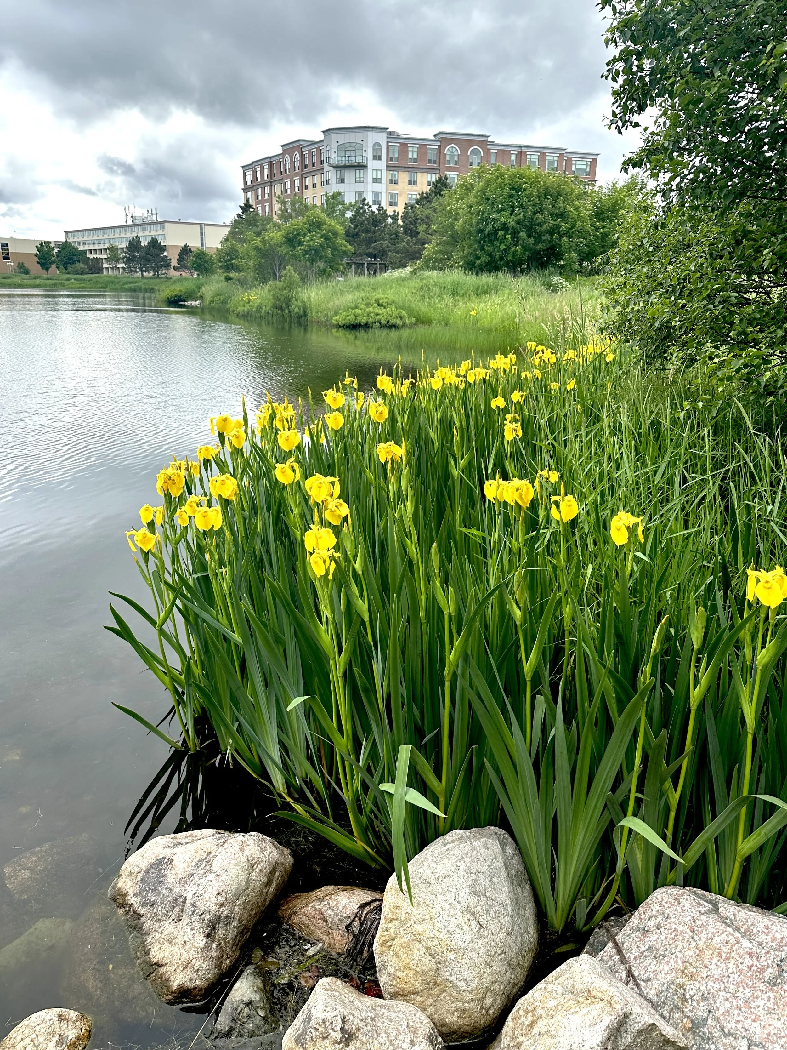 yellow flag iris, Kenny's Pond