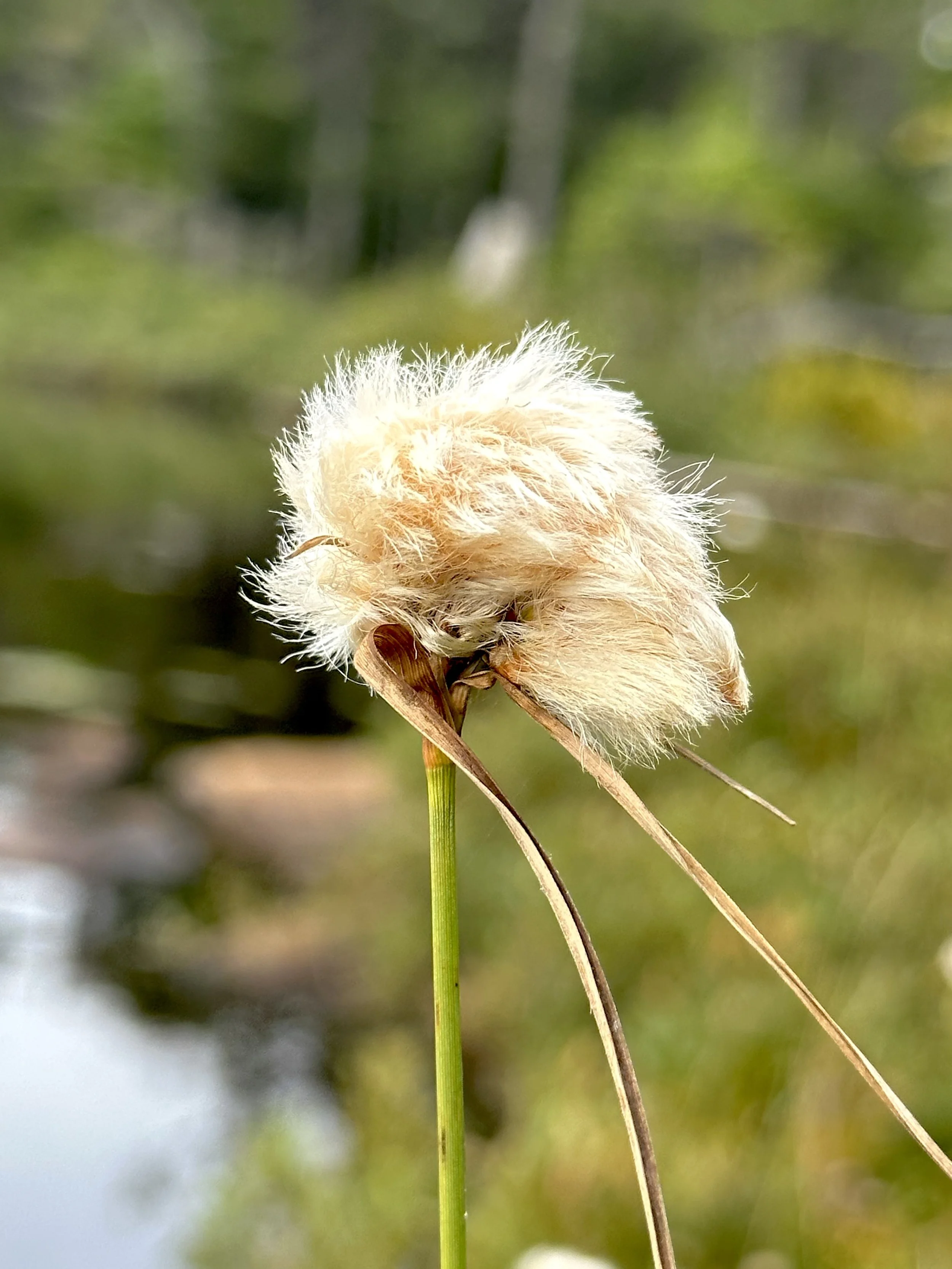 cottongrass, Three Pond Barrens