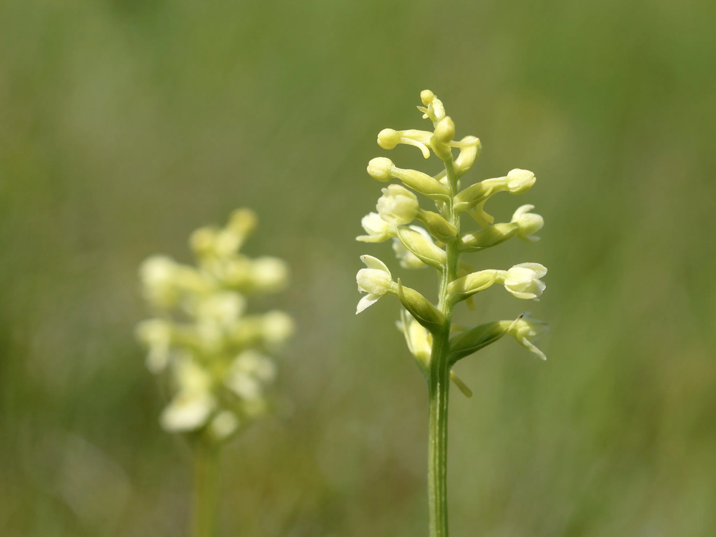 club-spur orchid, Port de Grave
