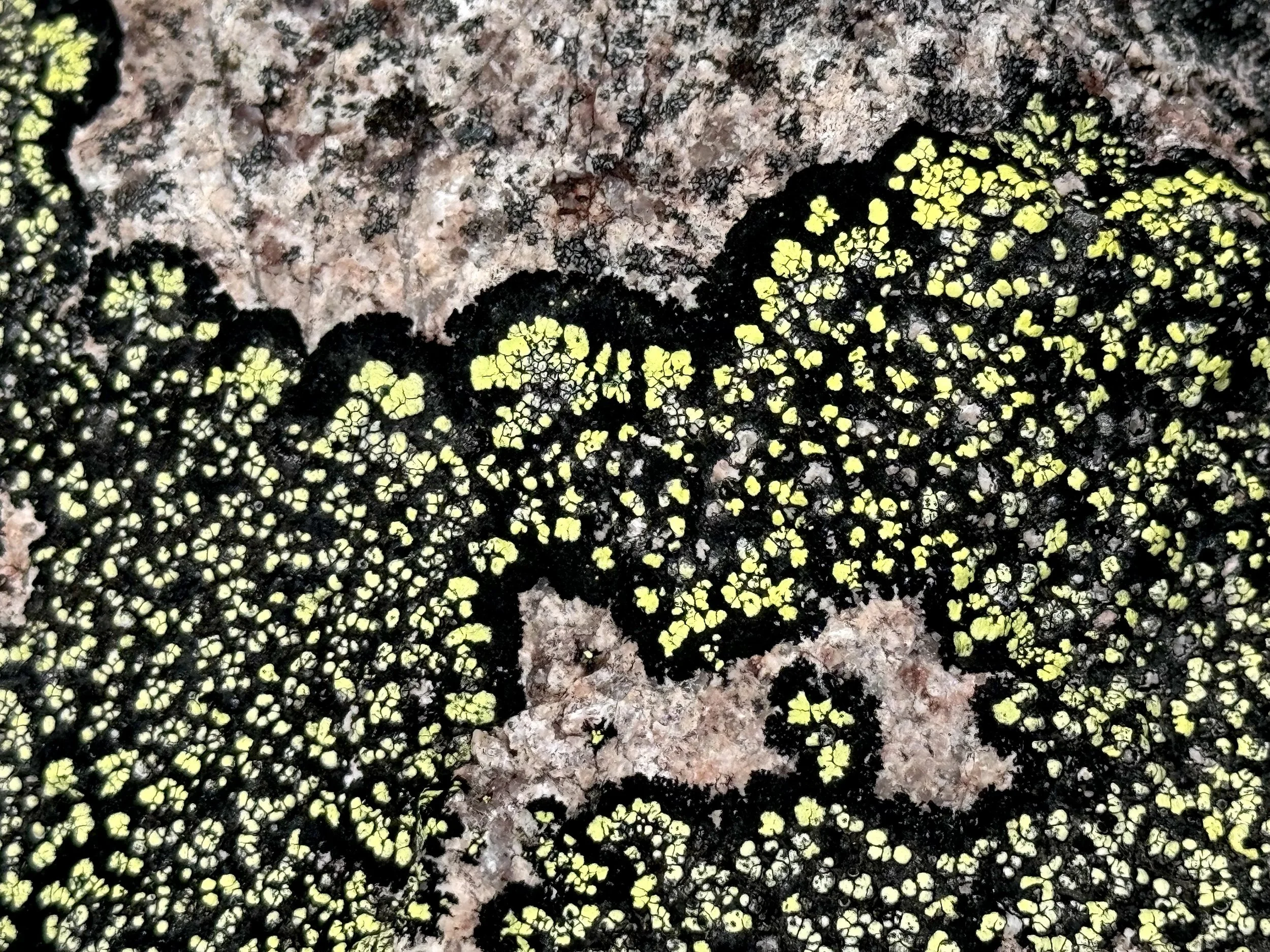 yellow map lichen, Hawke Hill Ecological Reserve