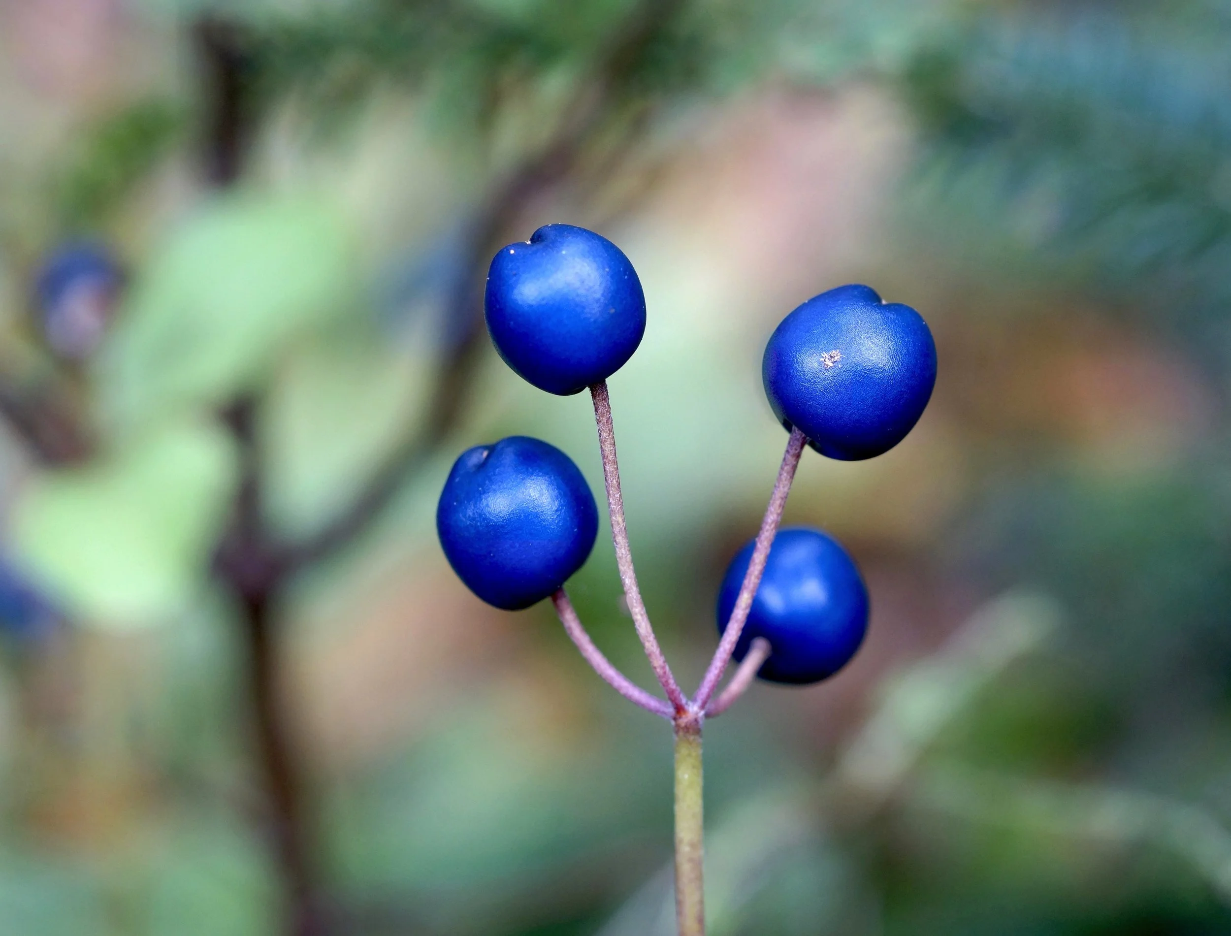 bluebead lily (corn lily)