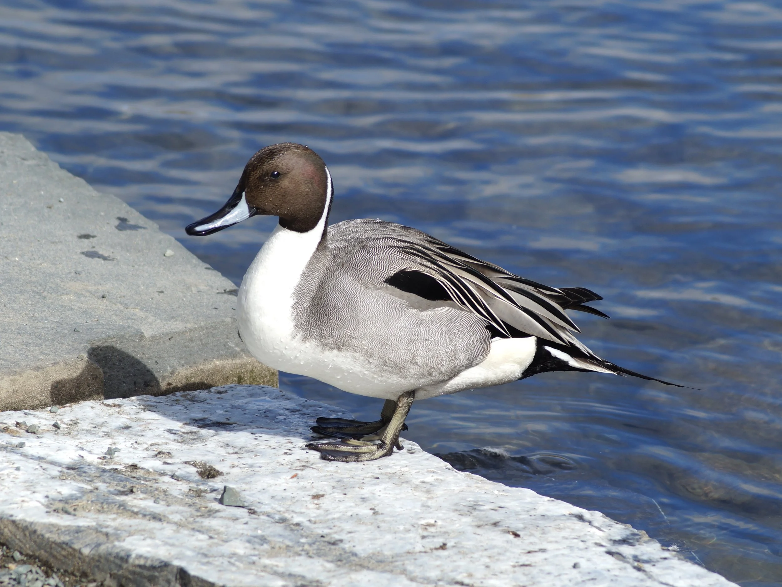 pintail duck, Bowring Park