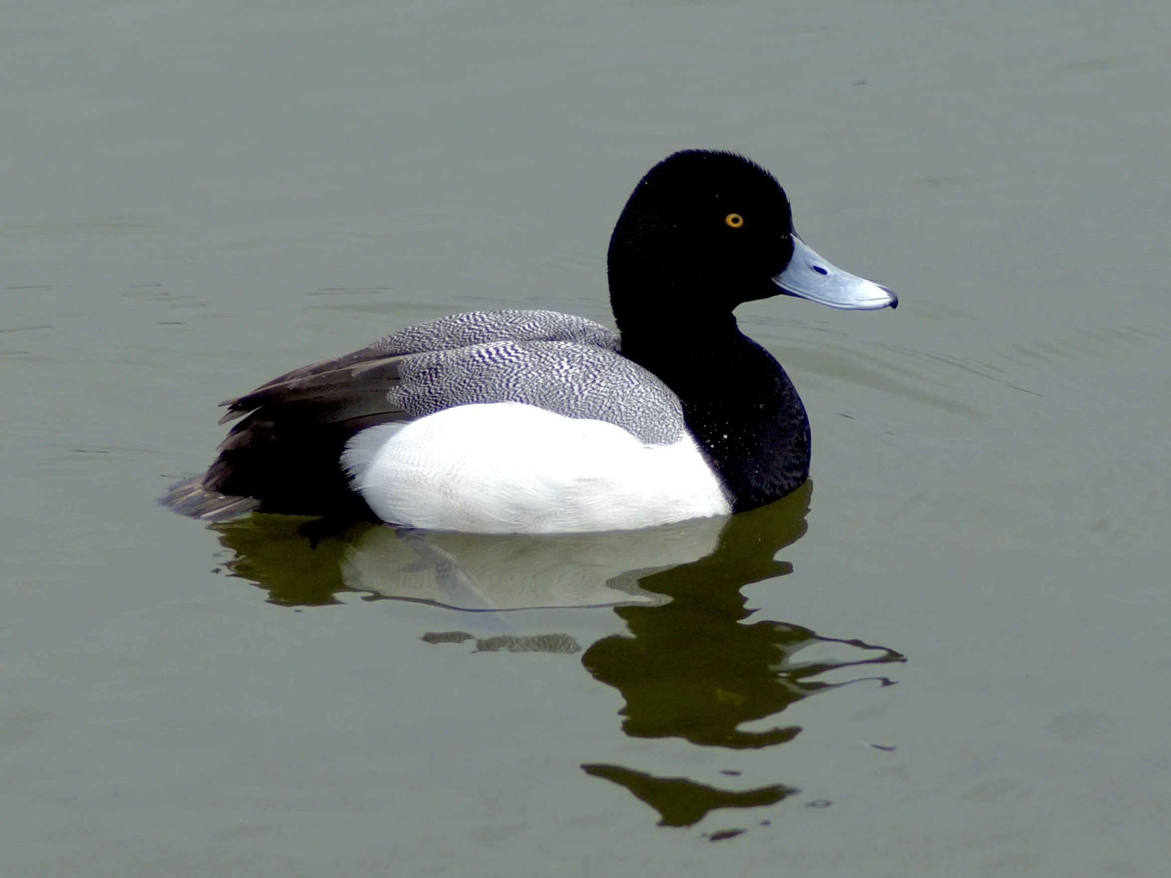scaup duck, Kenny's Pond