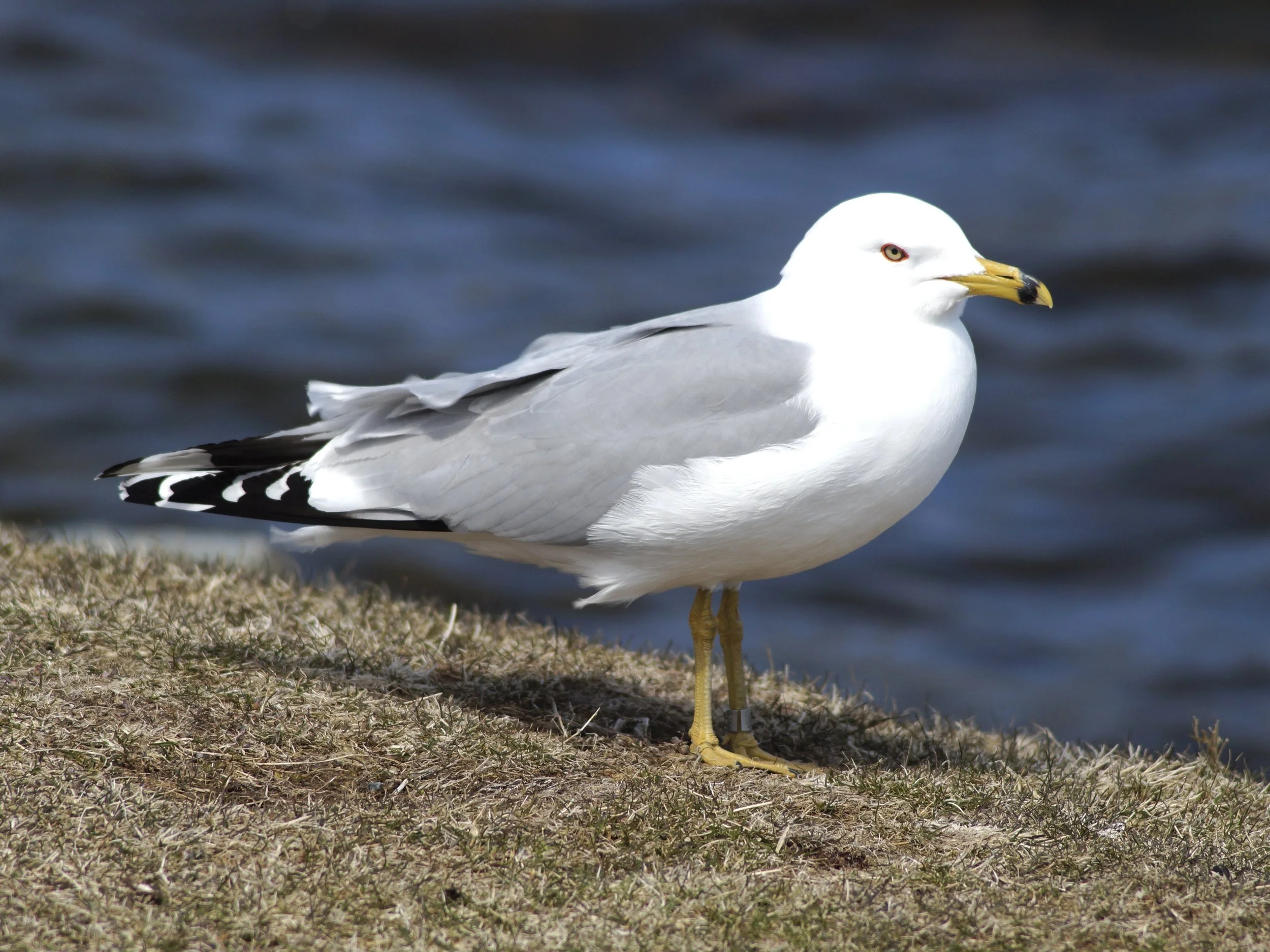 gull, Quidi Vidi Lake