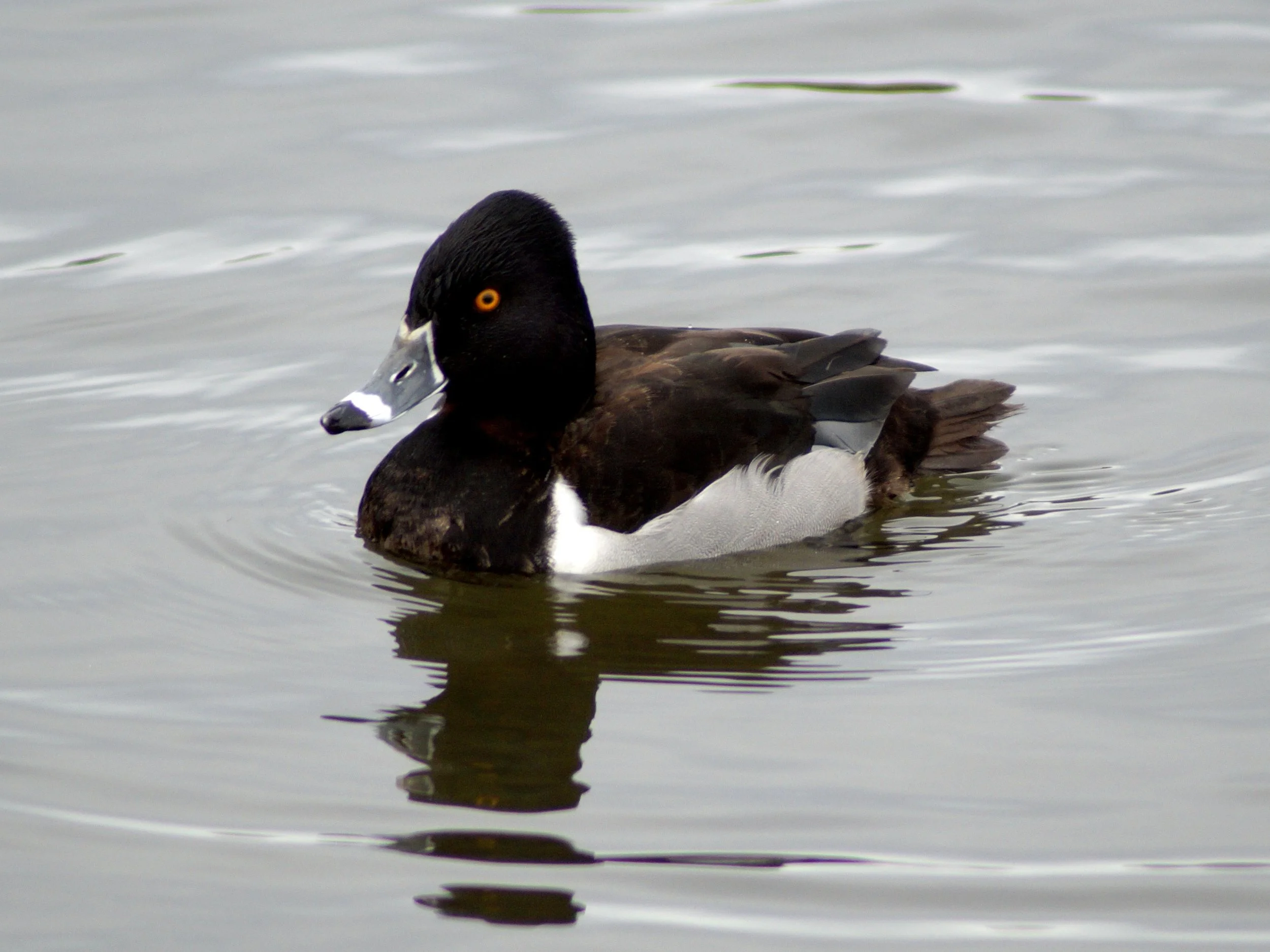 ring-necked duck, Quidi Vidi Lake
