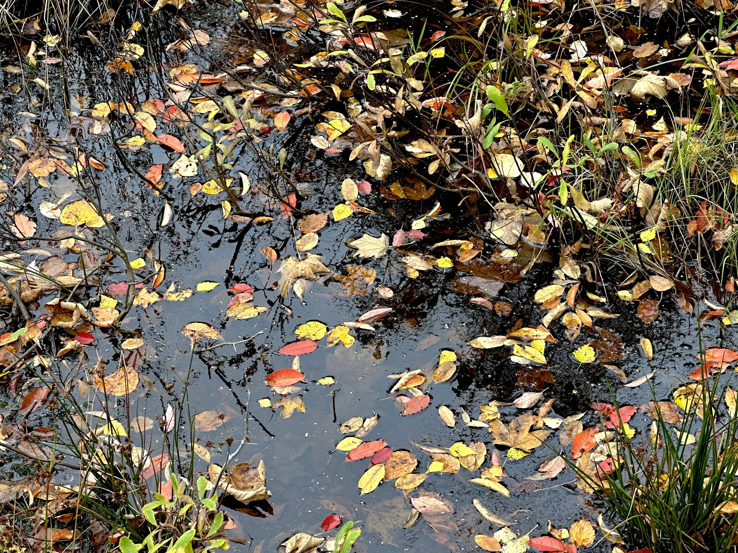 fallen leaves, Pippy Park