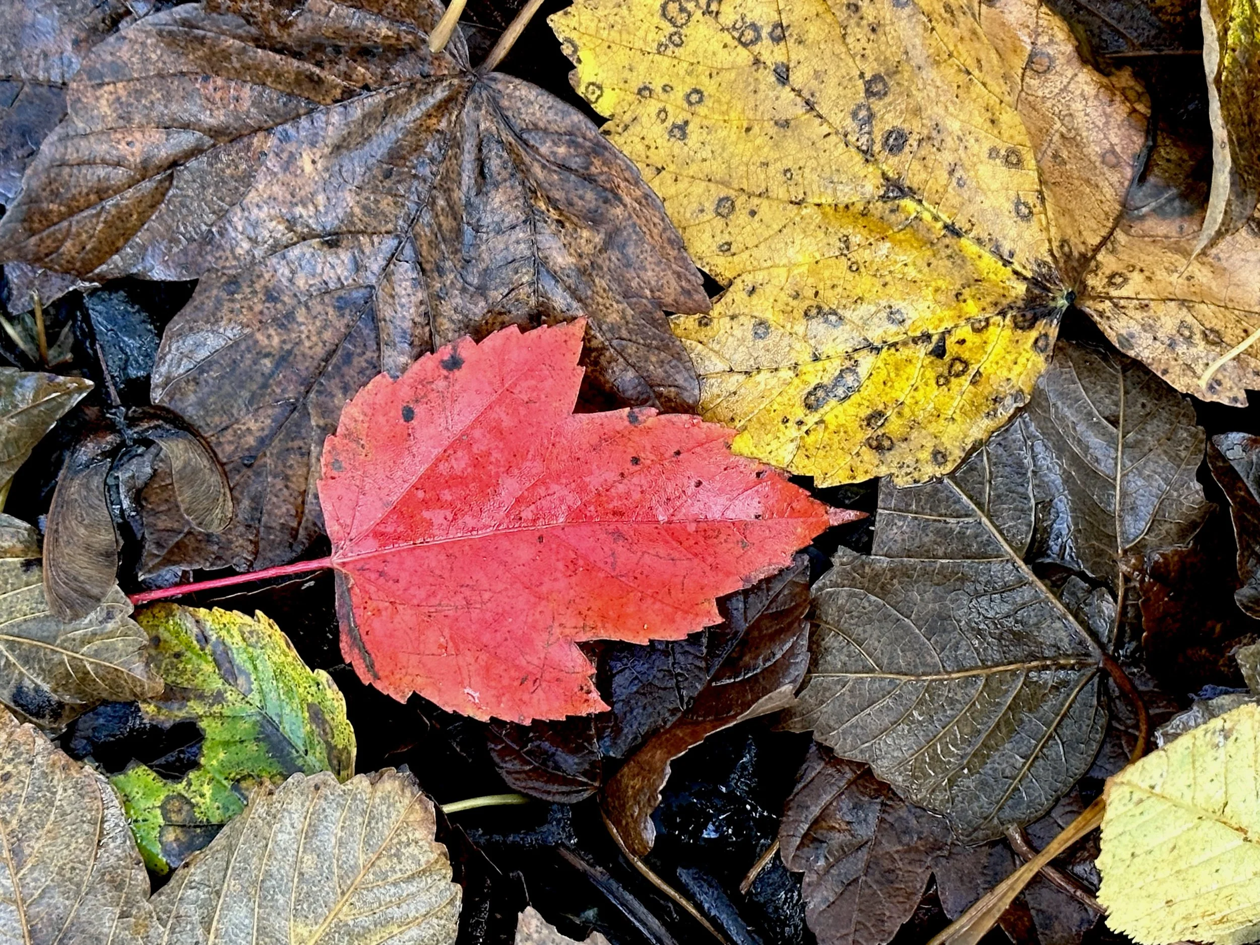 fallen leaves, Kelly's Brook